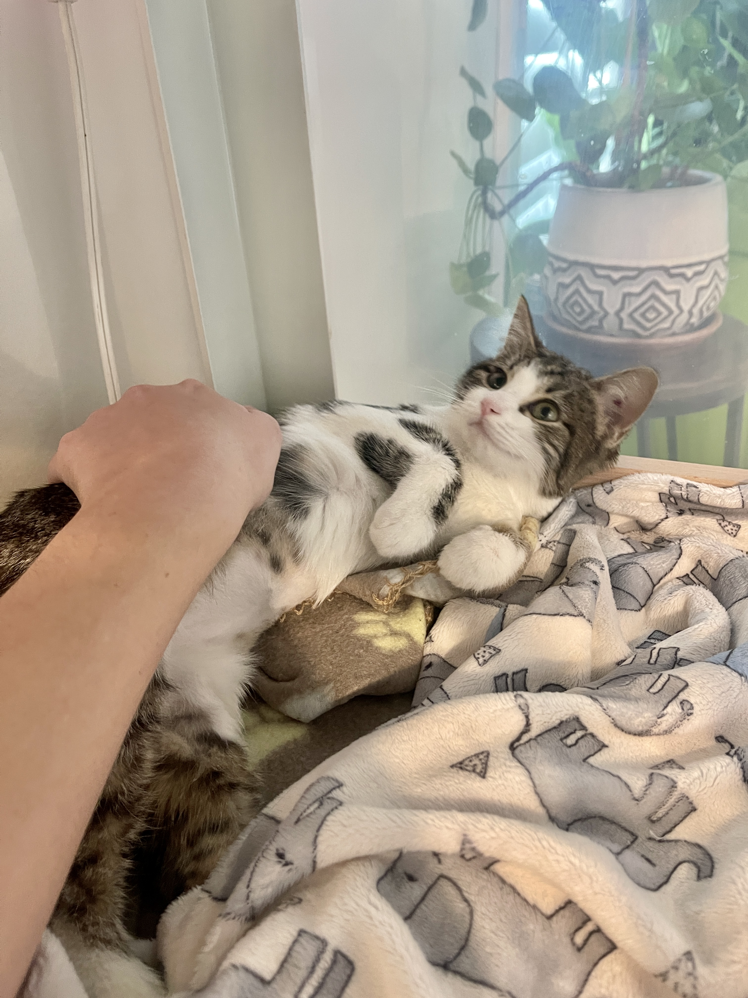 Picture of the Animal Listed