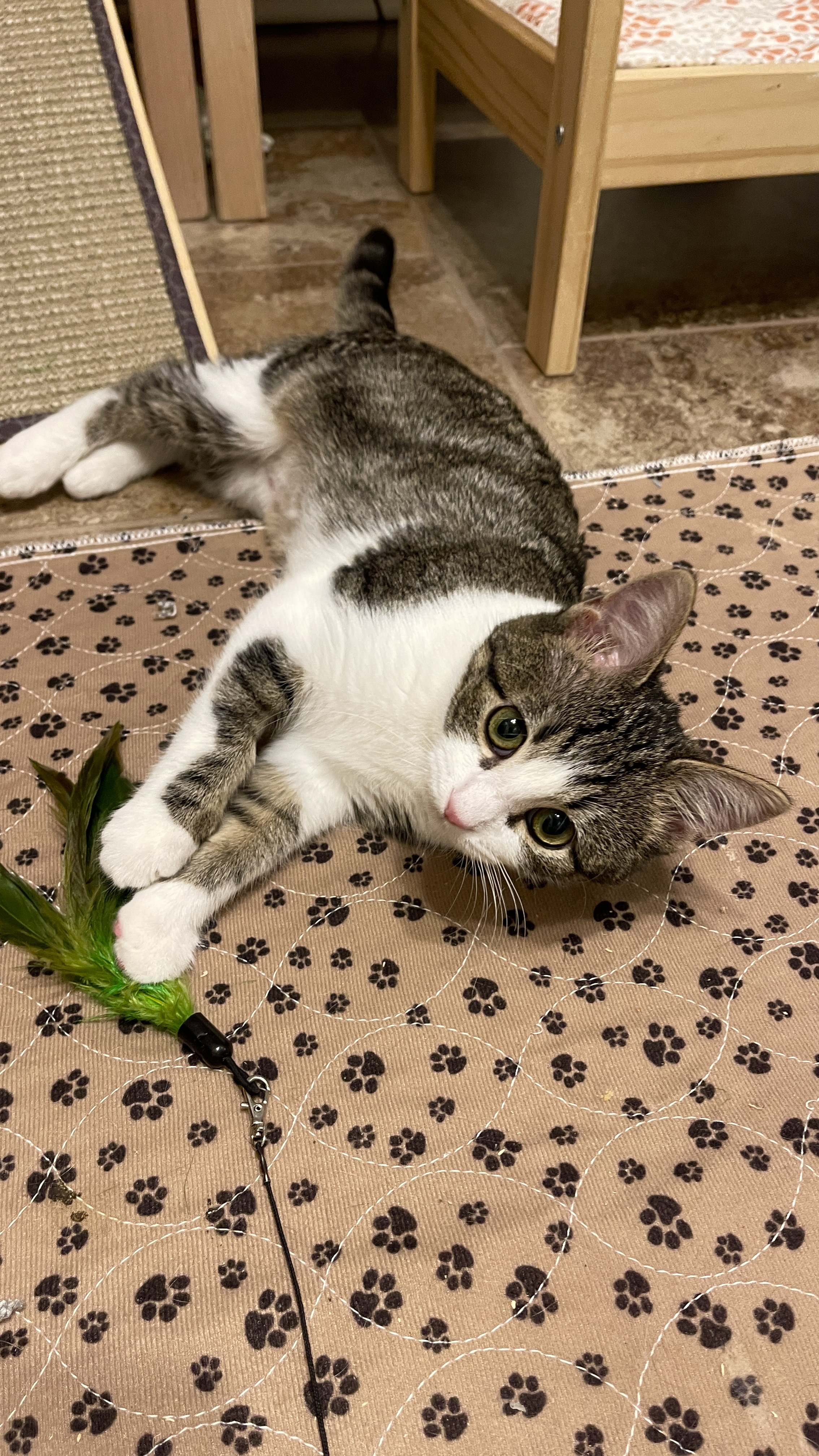 Picture of the Animal Listed