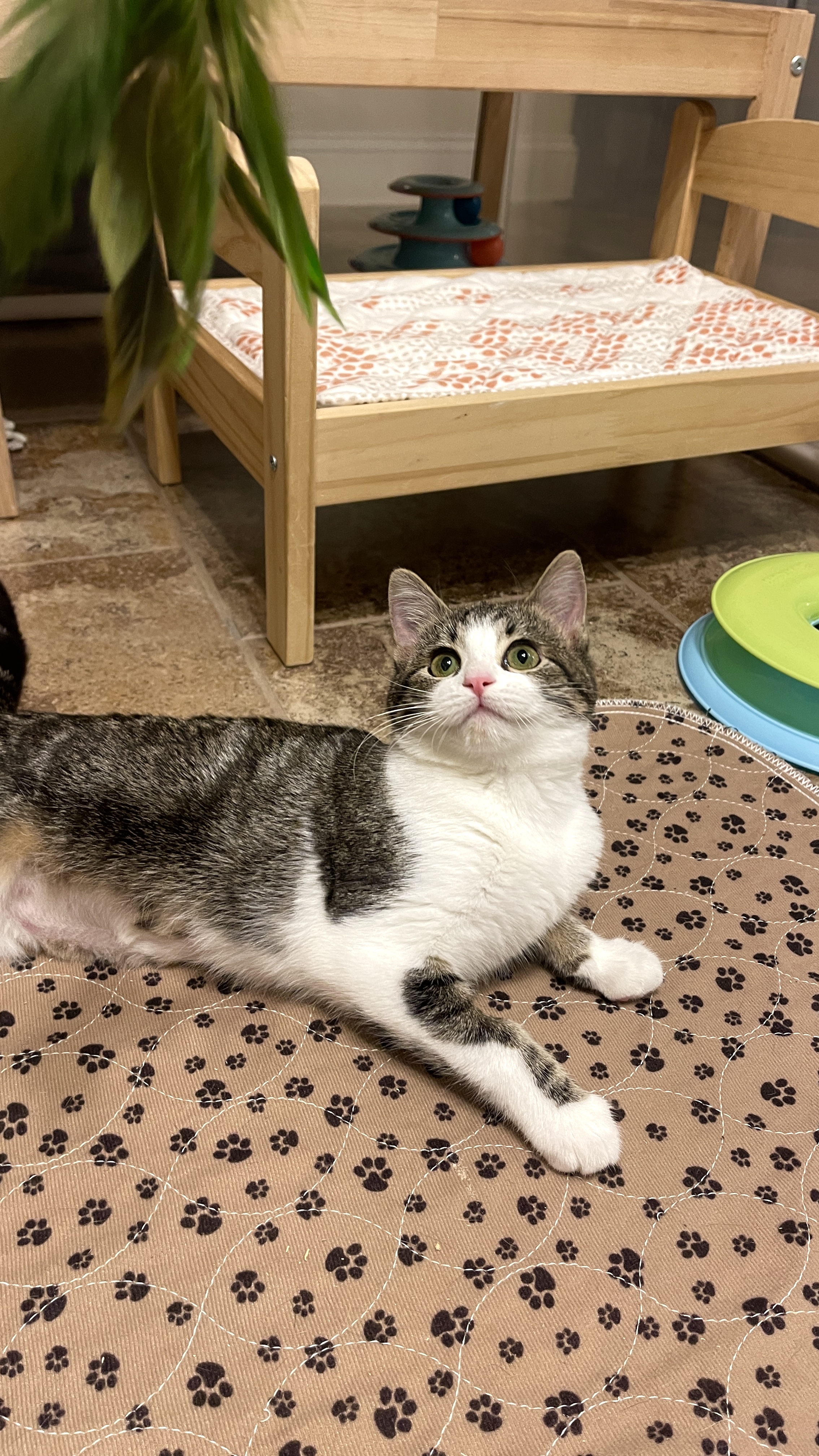 Picture of the Animal Listed