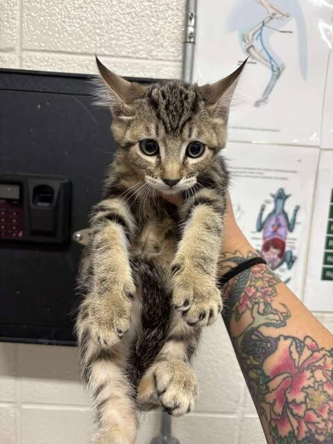 Picture of the Animal Listed