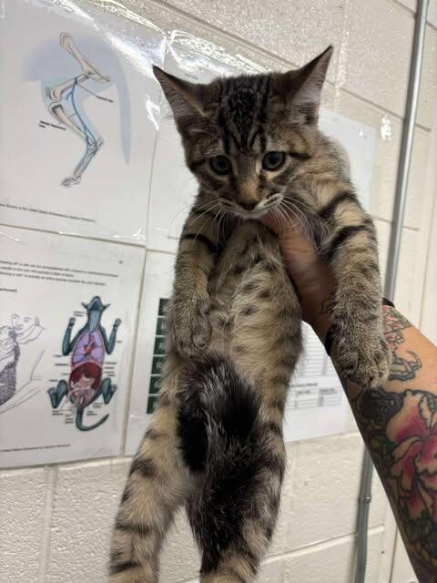 Picture of the Animal Listed