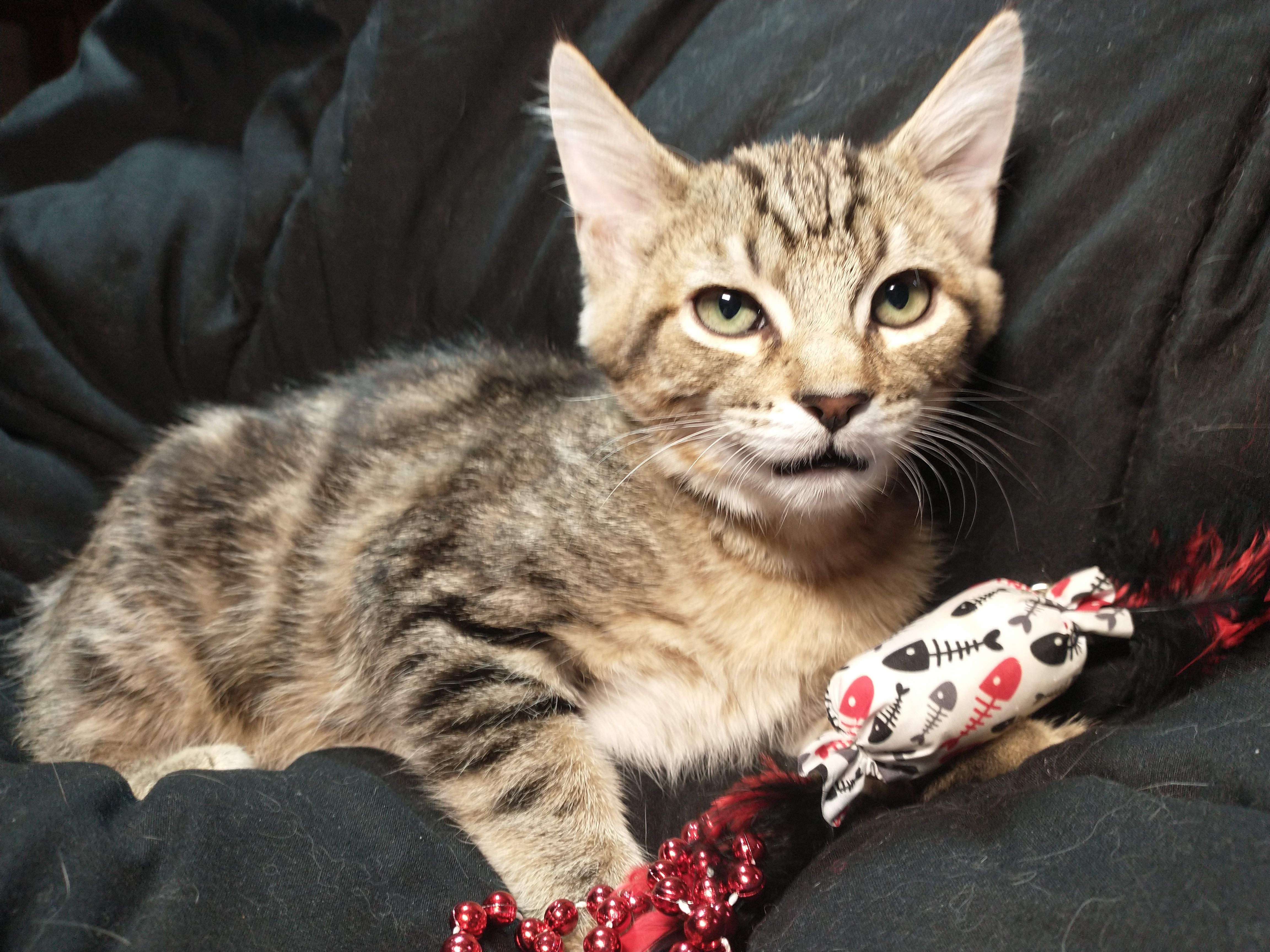 Picture of the Animal Listed