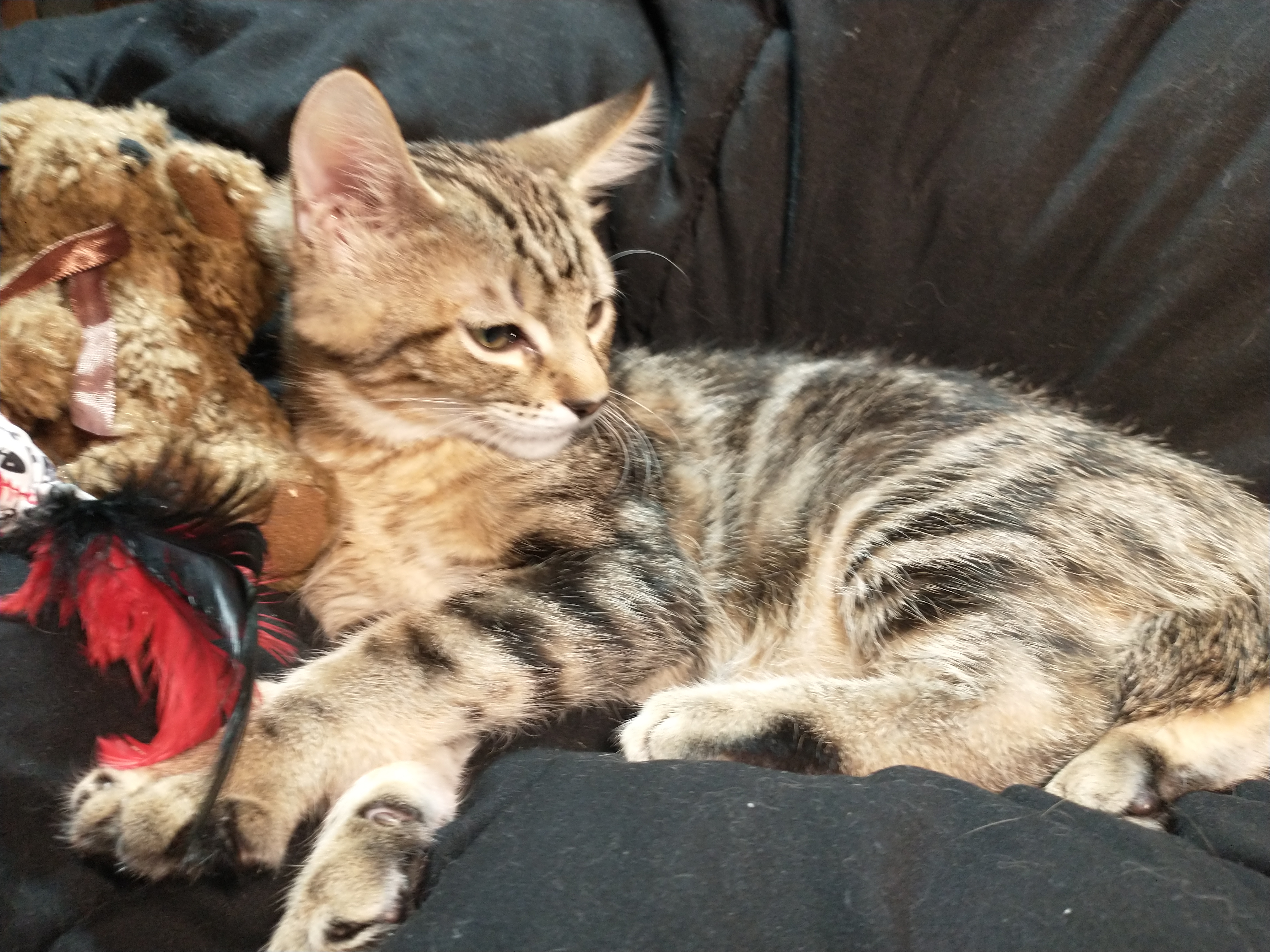 Picture of the Animal Listed