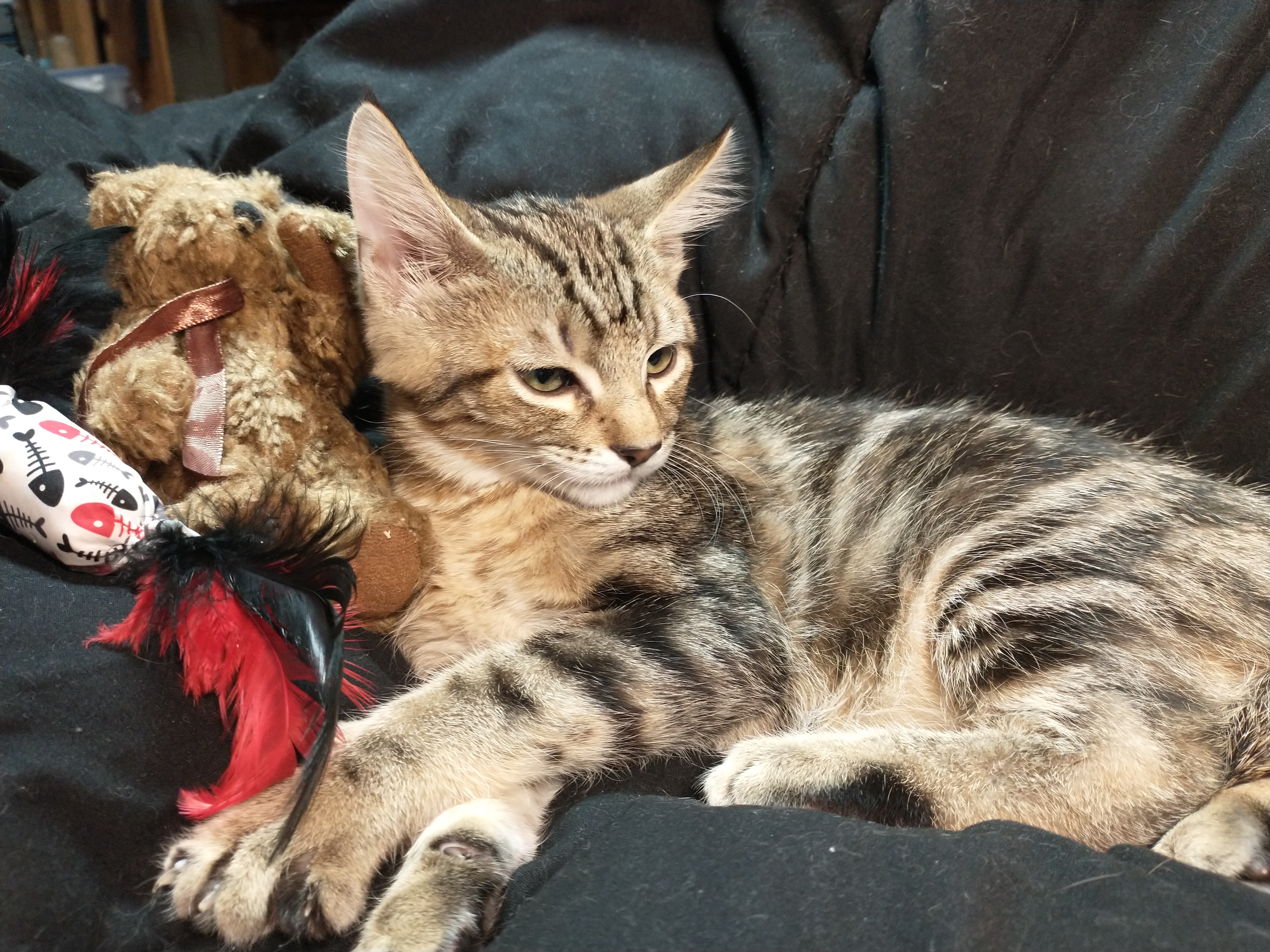 Picture of the Animal Listed