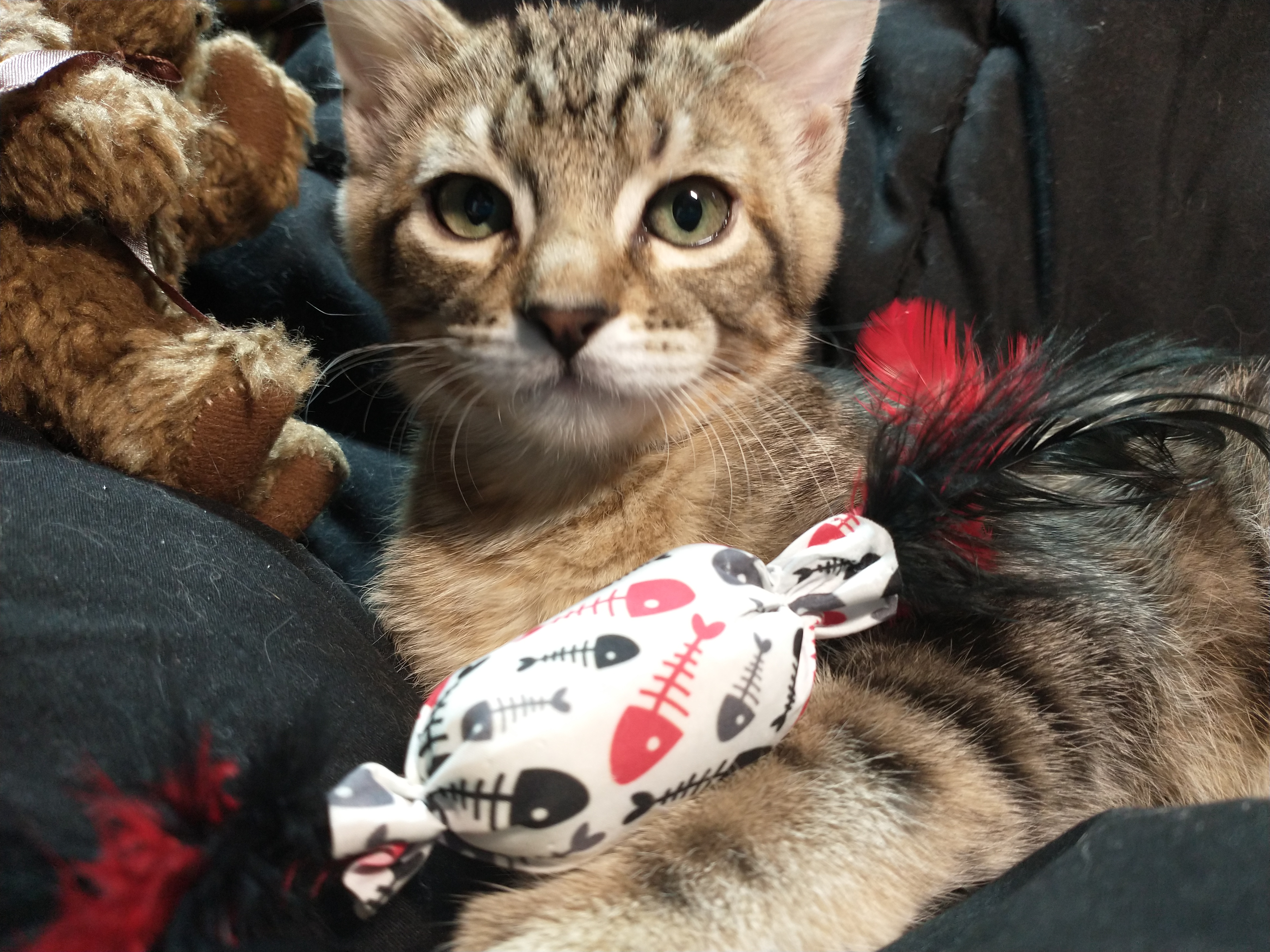 Picture of the Animal Listed