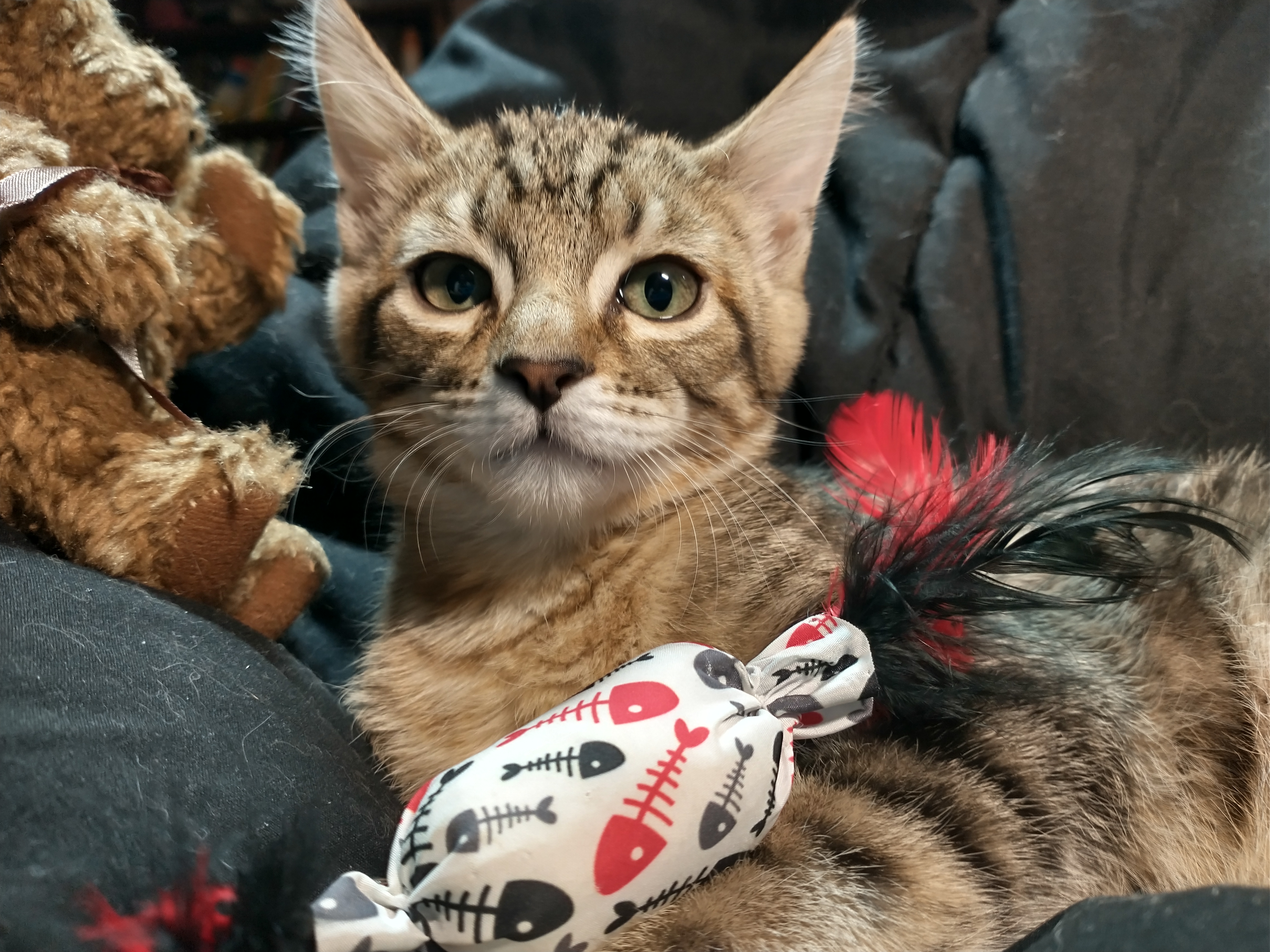 Picture of the Animal Listed