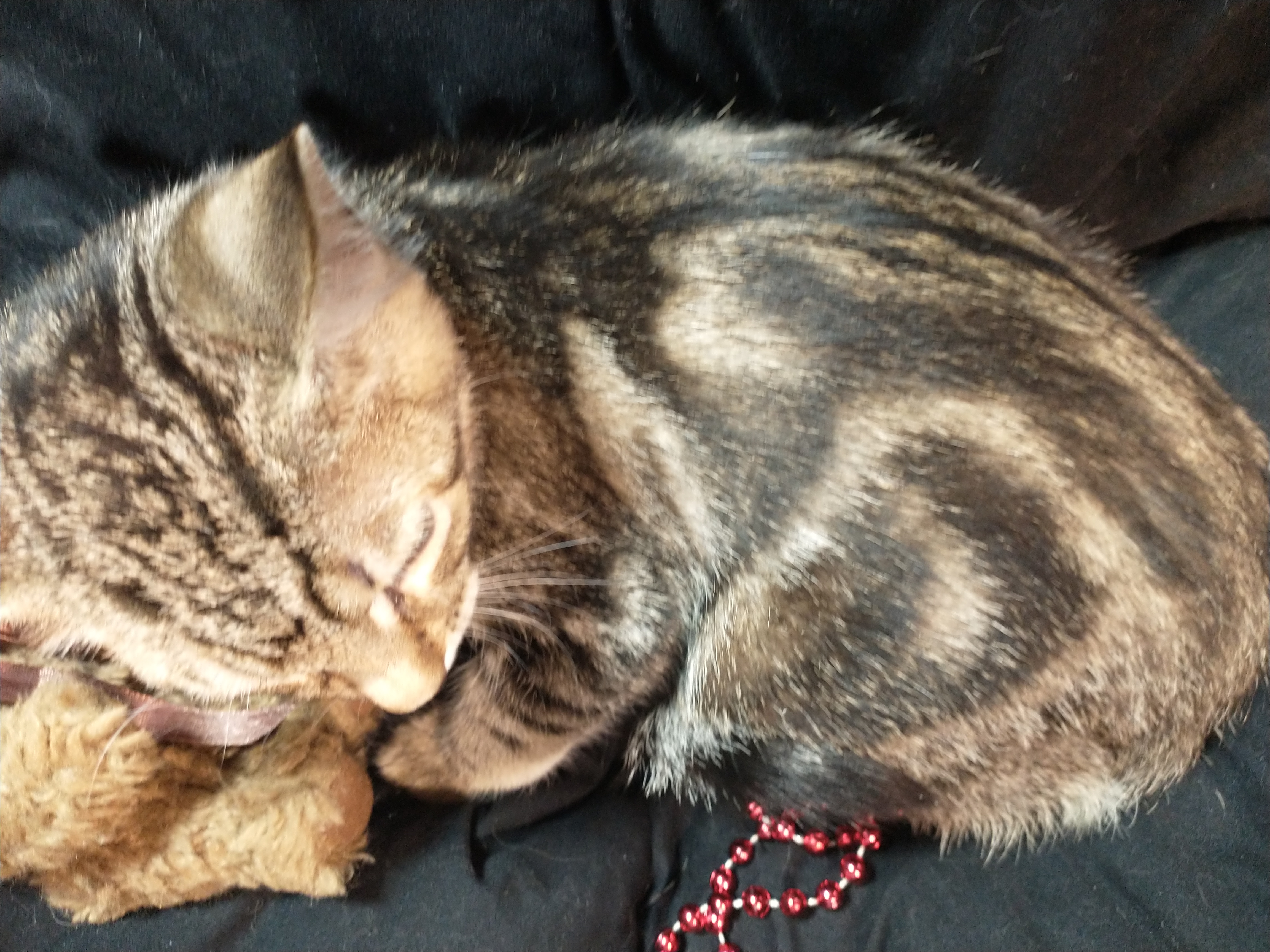 Picture of the Animal Listed