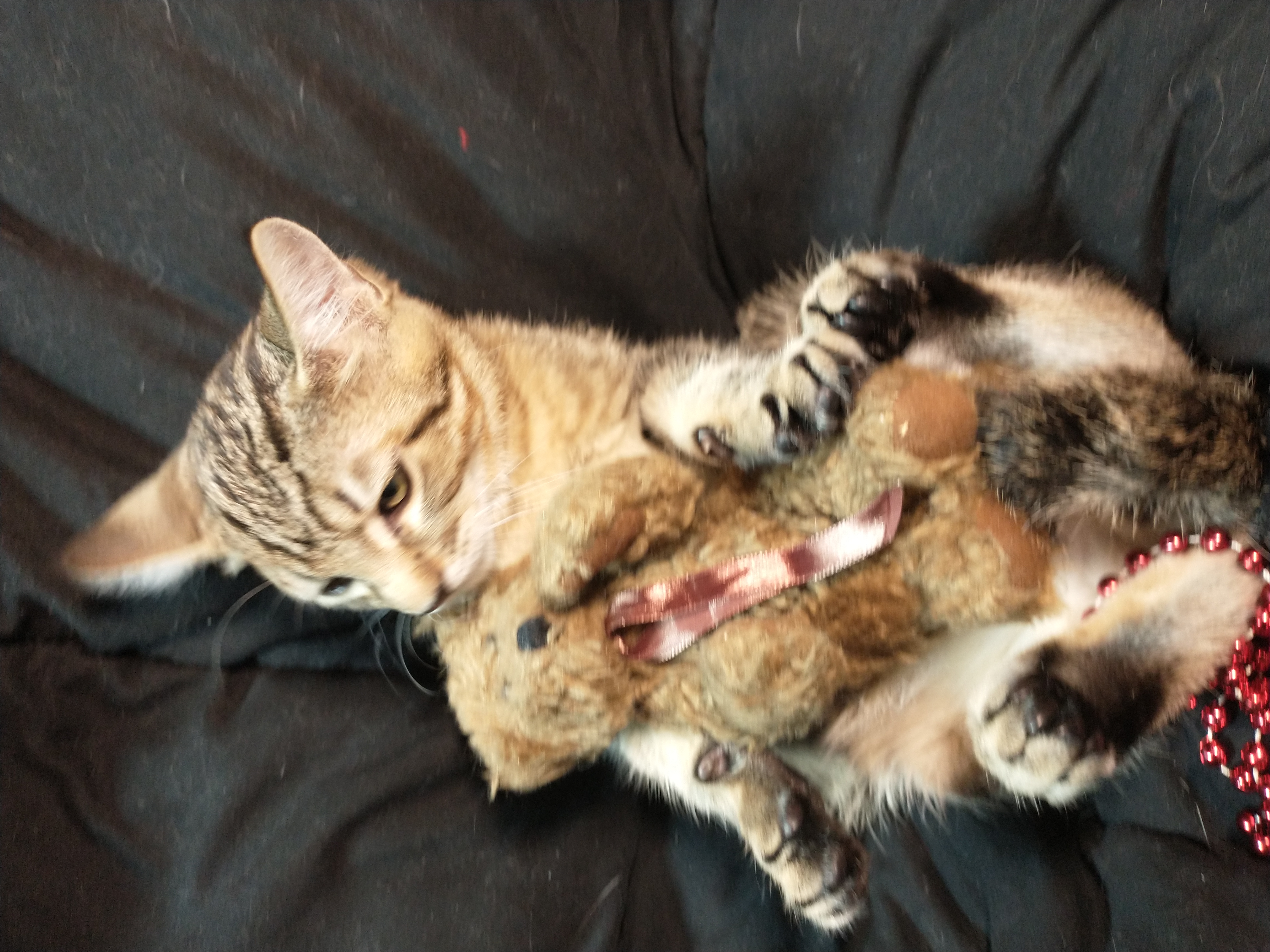 Picture of the Animal Listed