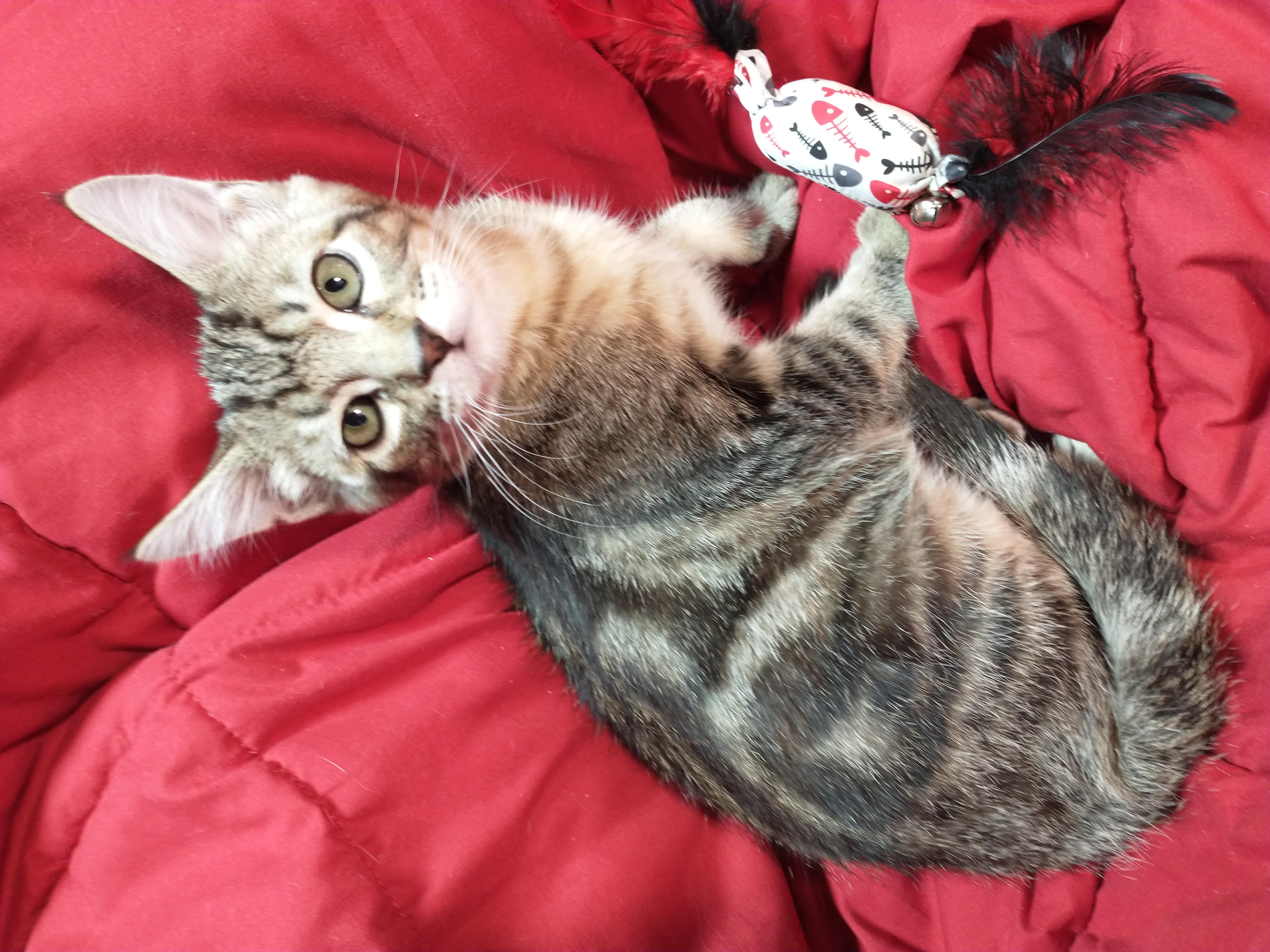 Picture of the Animal Listed