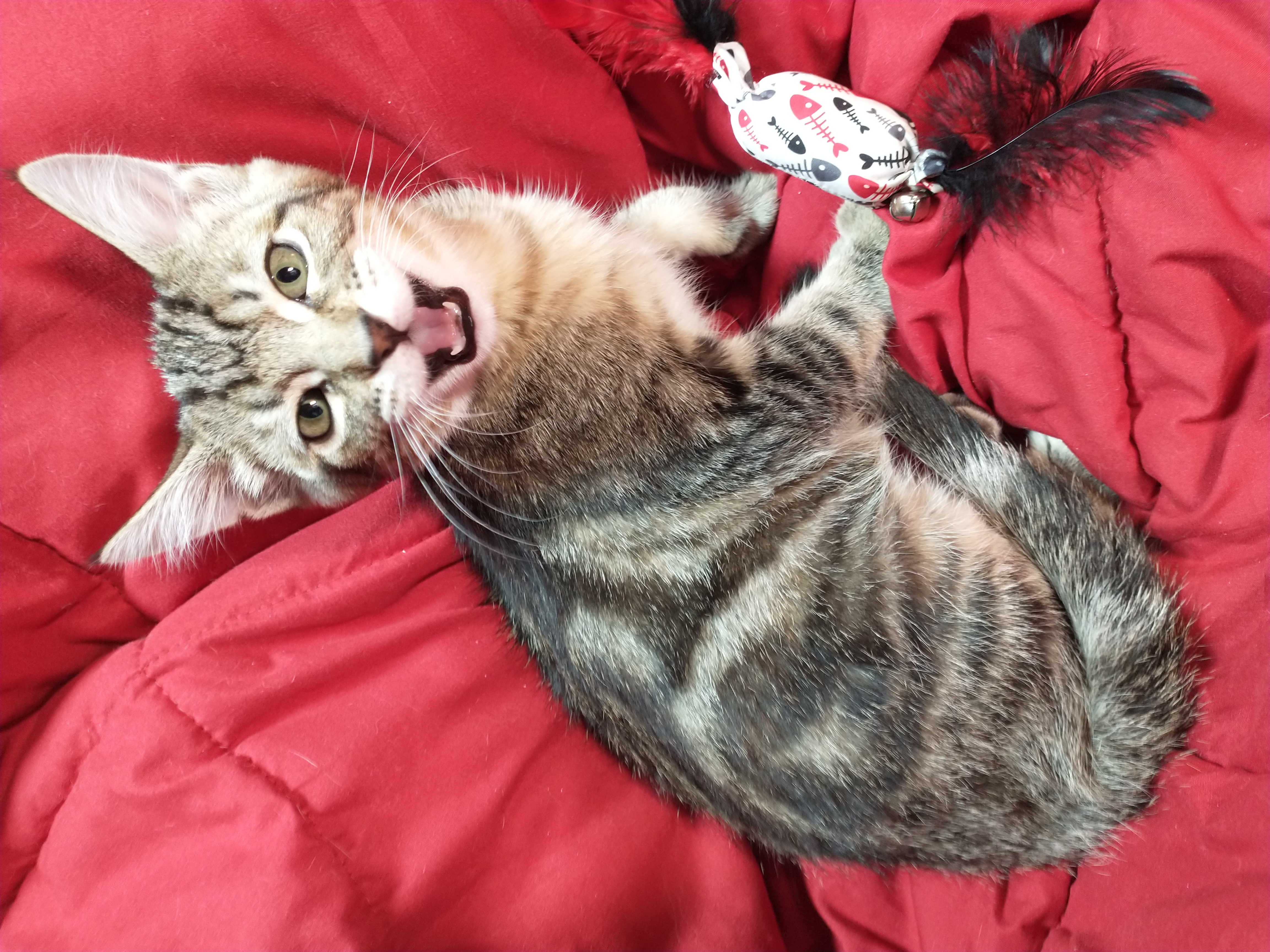 Picture of the Animal Listed