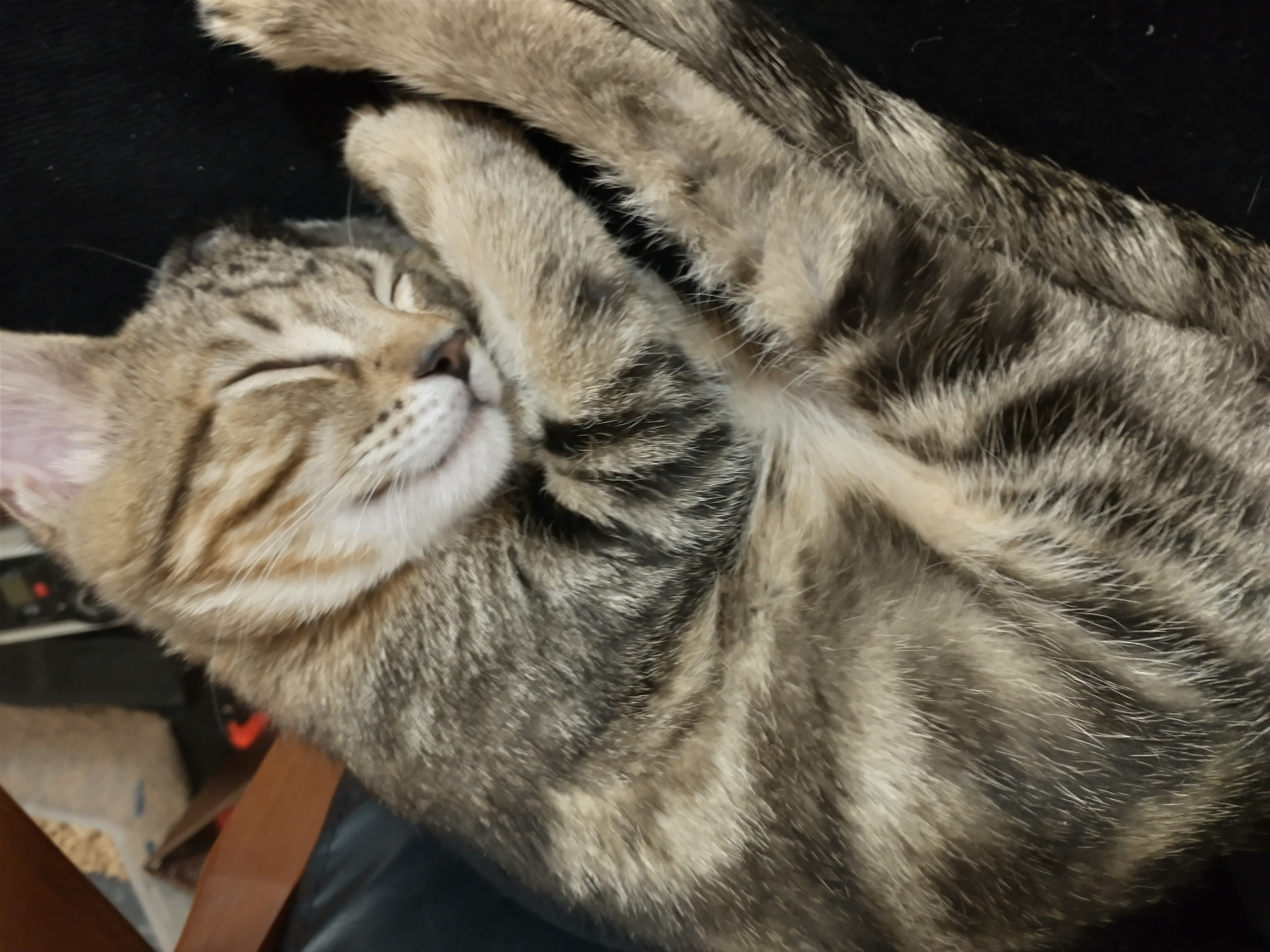 Picture of the Animal Listed