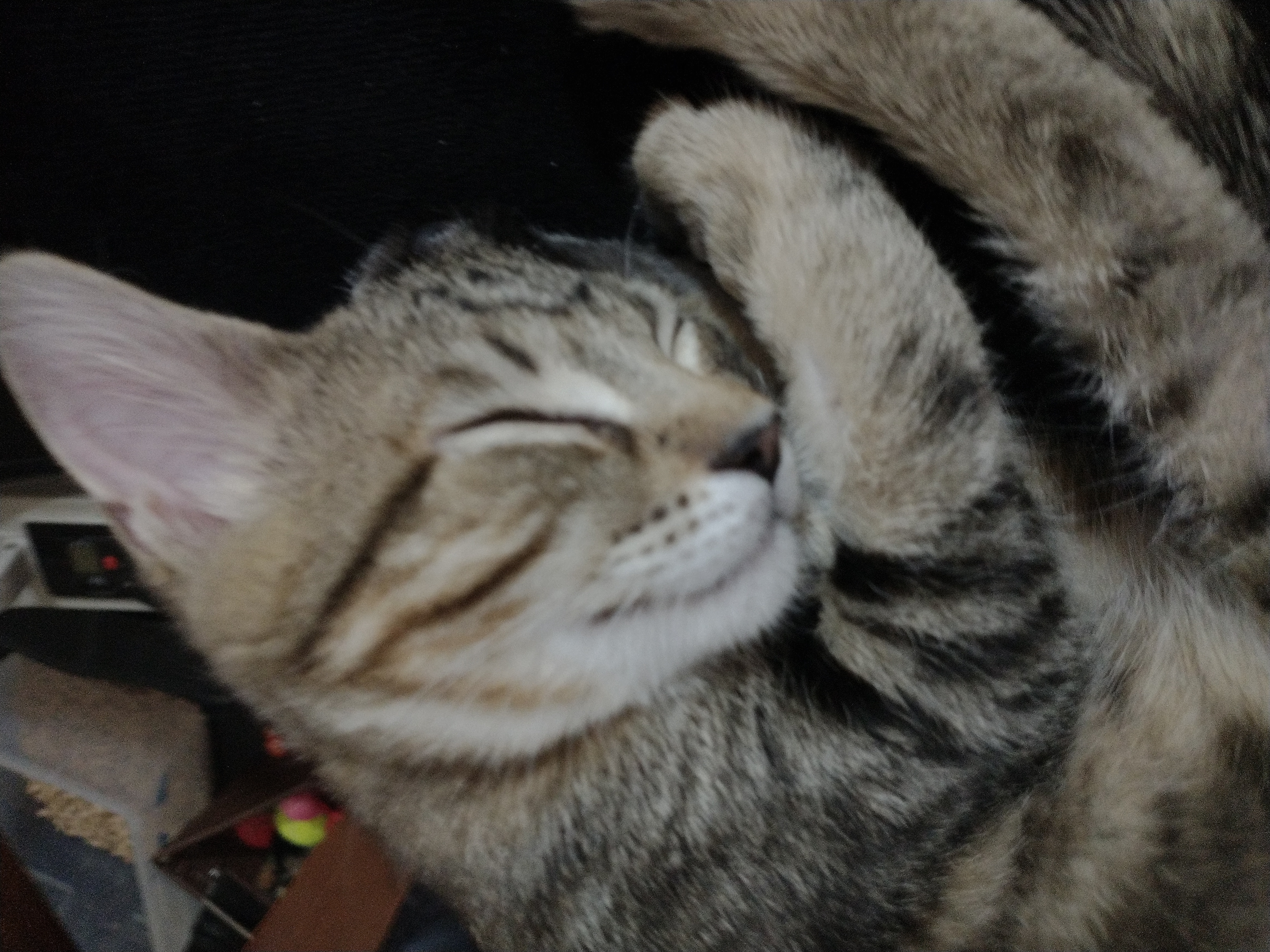 Picture of the Animal Listed