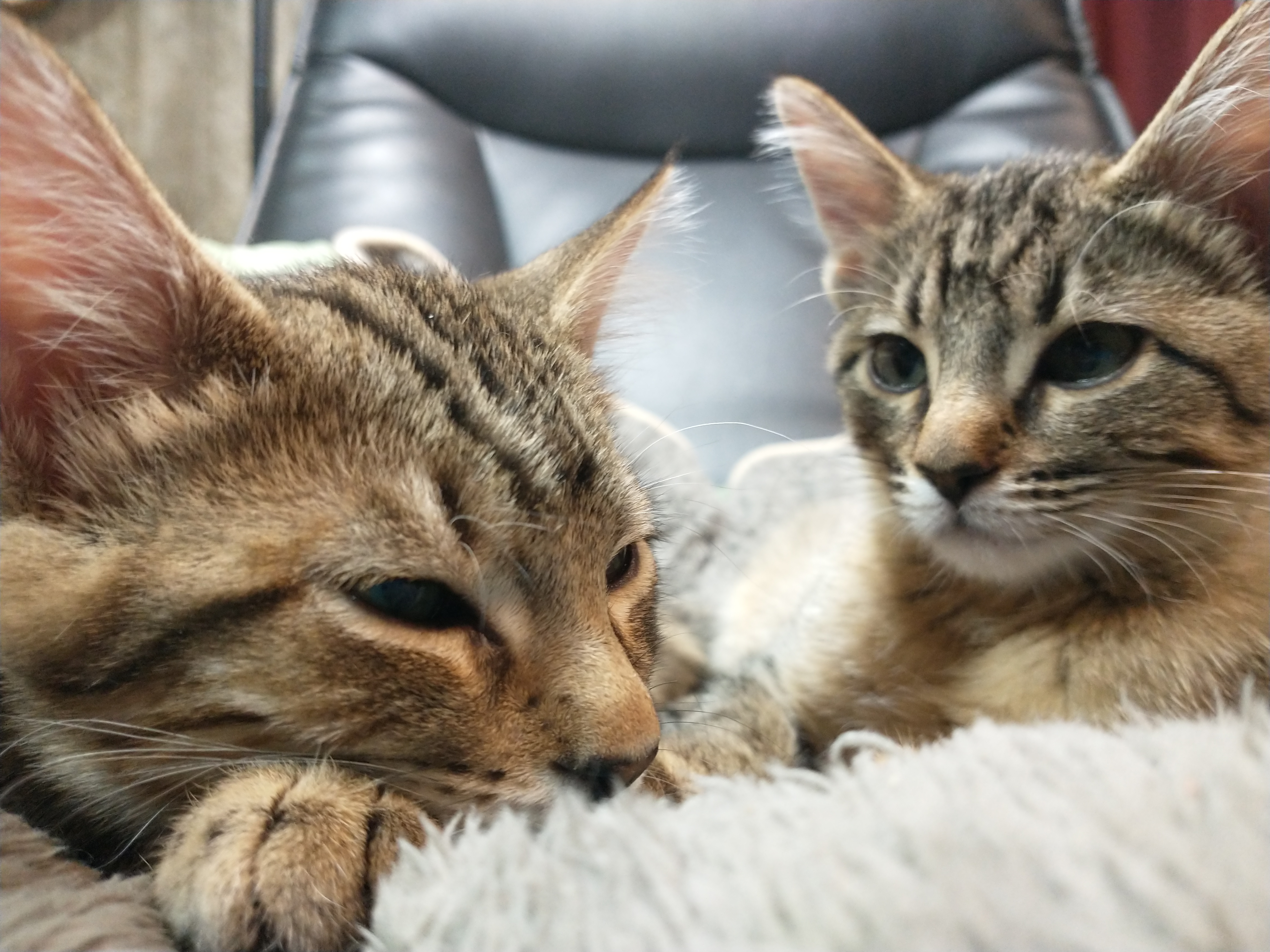 Picture of the Animal Listed