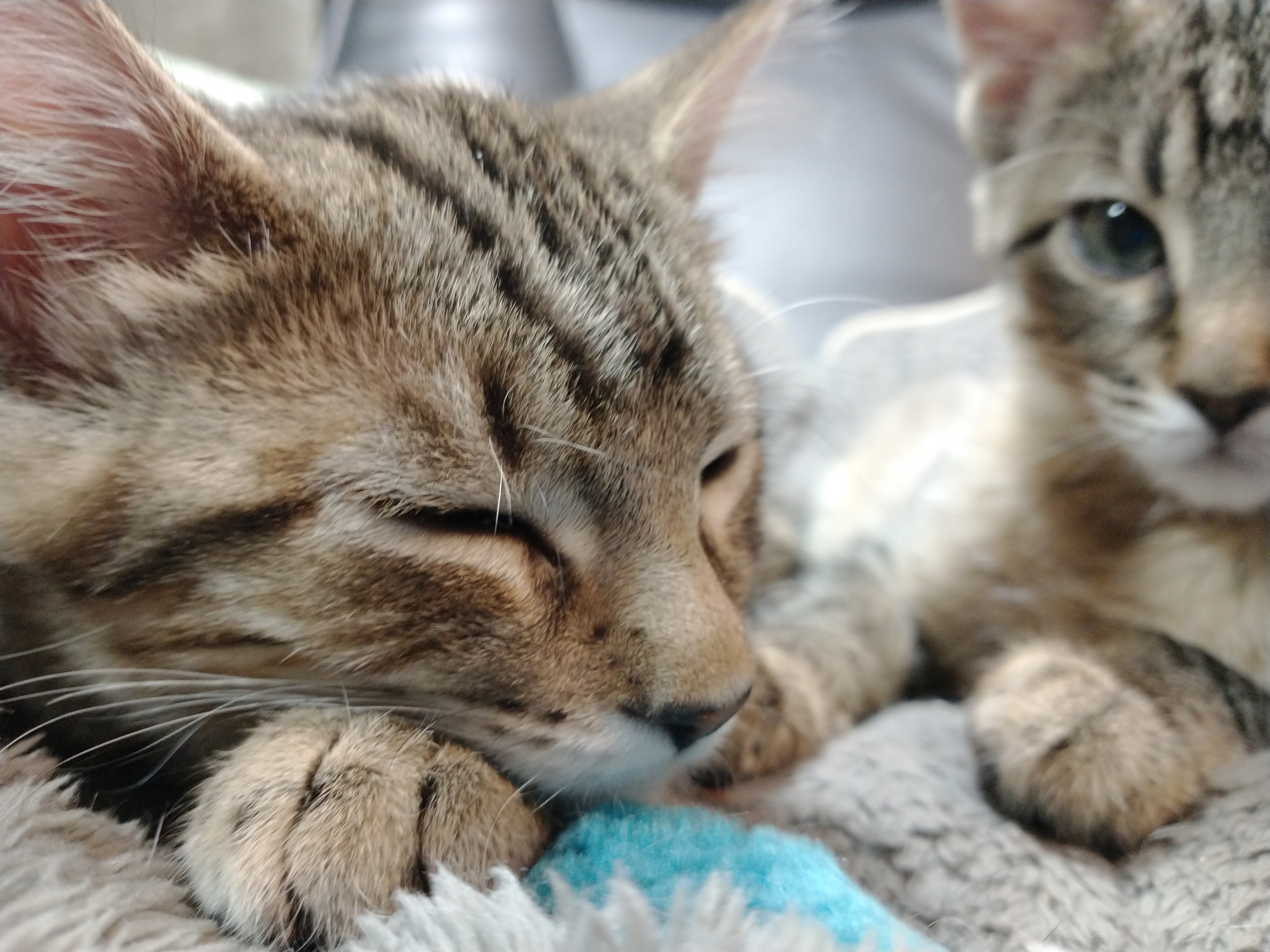 Picture of the Animal Listed