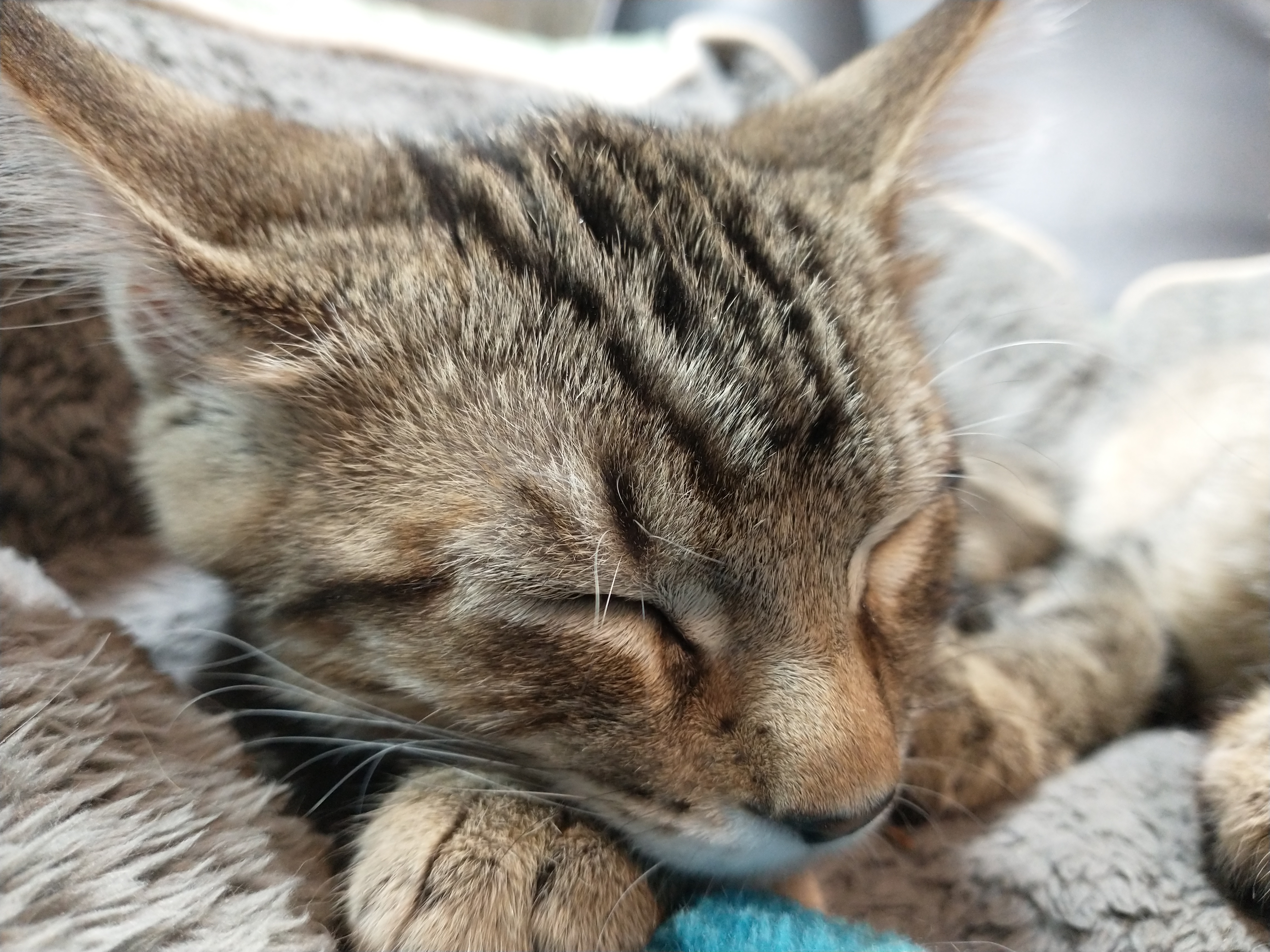 Picture of the Animal Listed