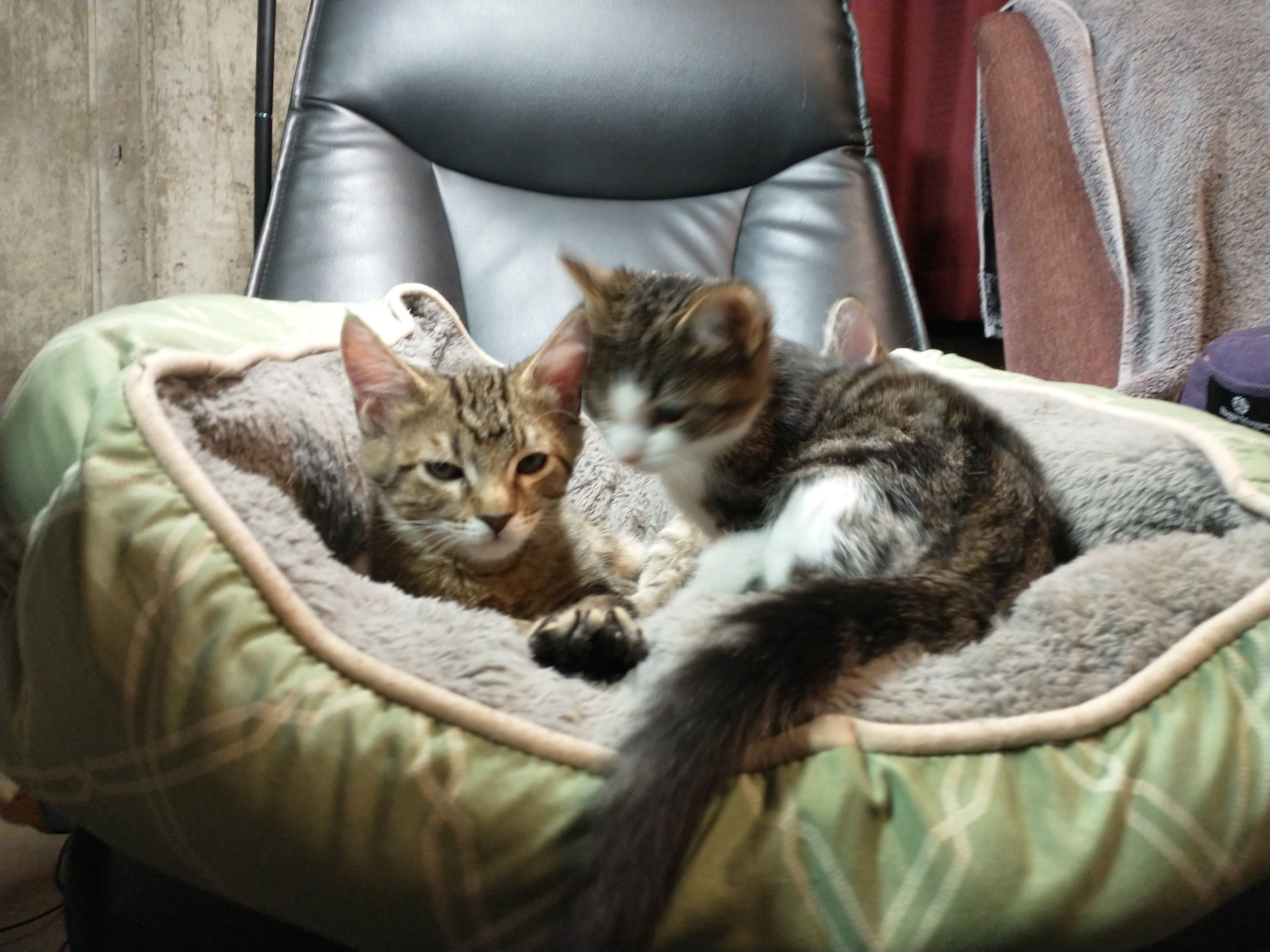 Picture of the Animal Listed