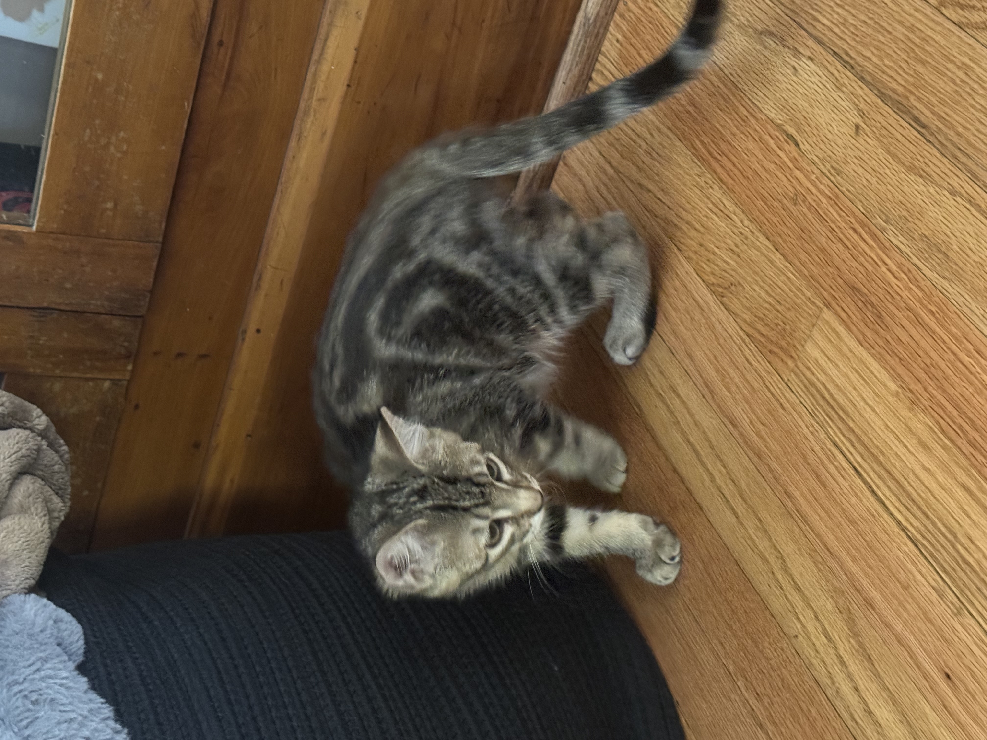 Picture of the Animal Listed