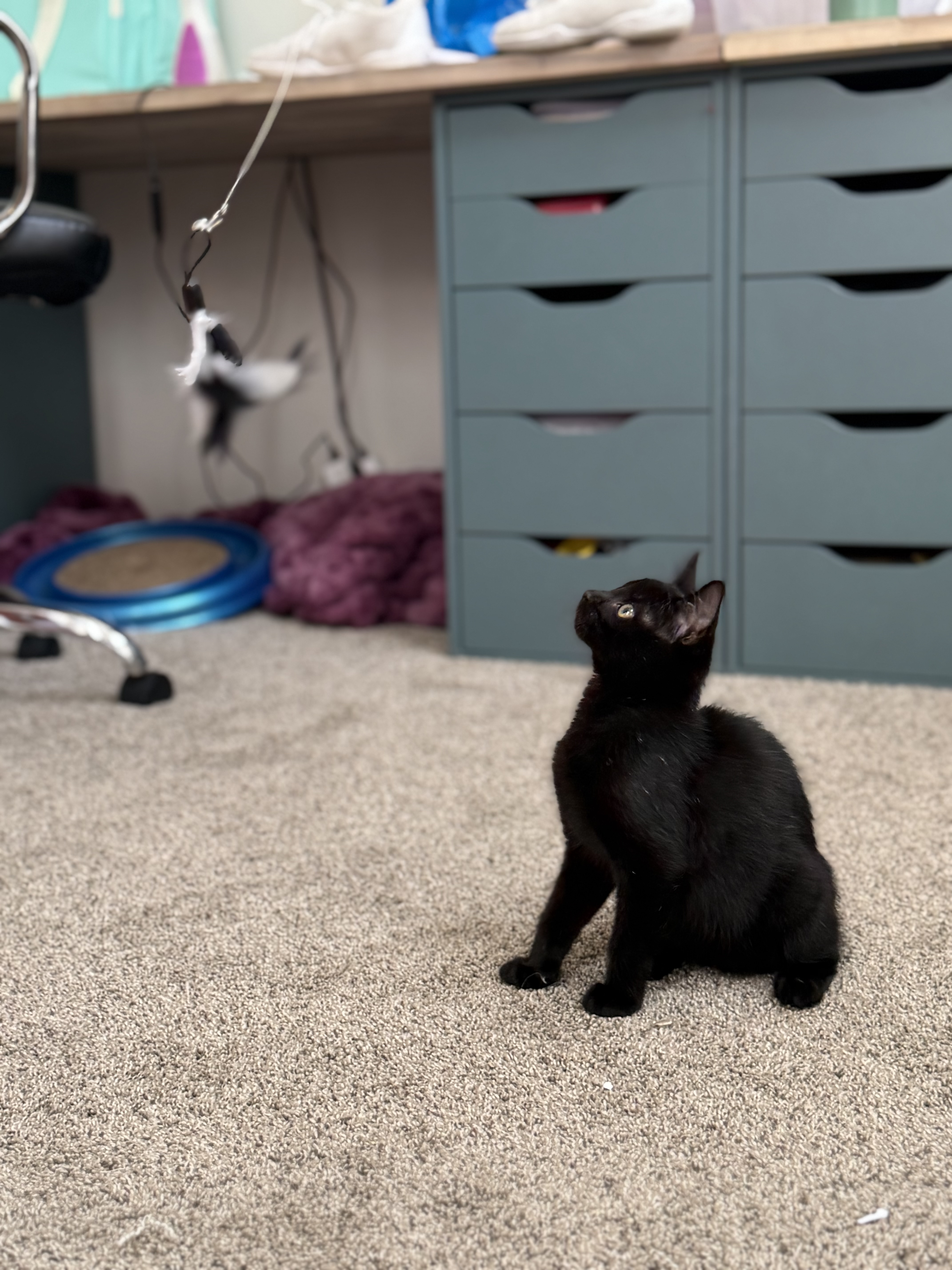 Picture of the Animal Listed