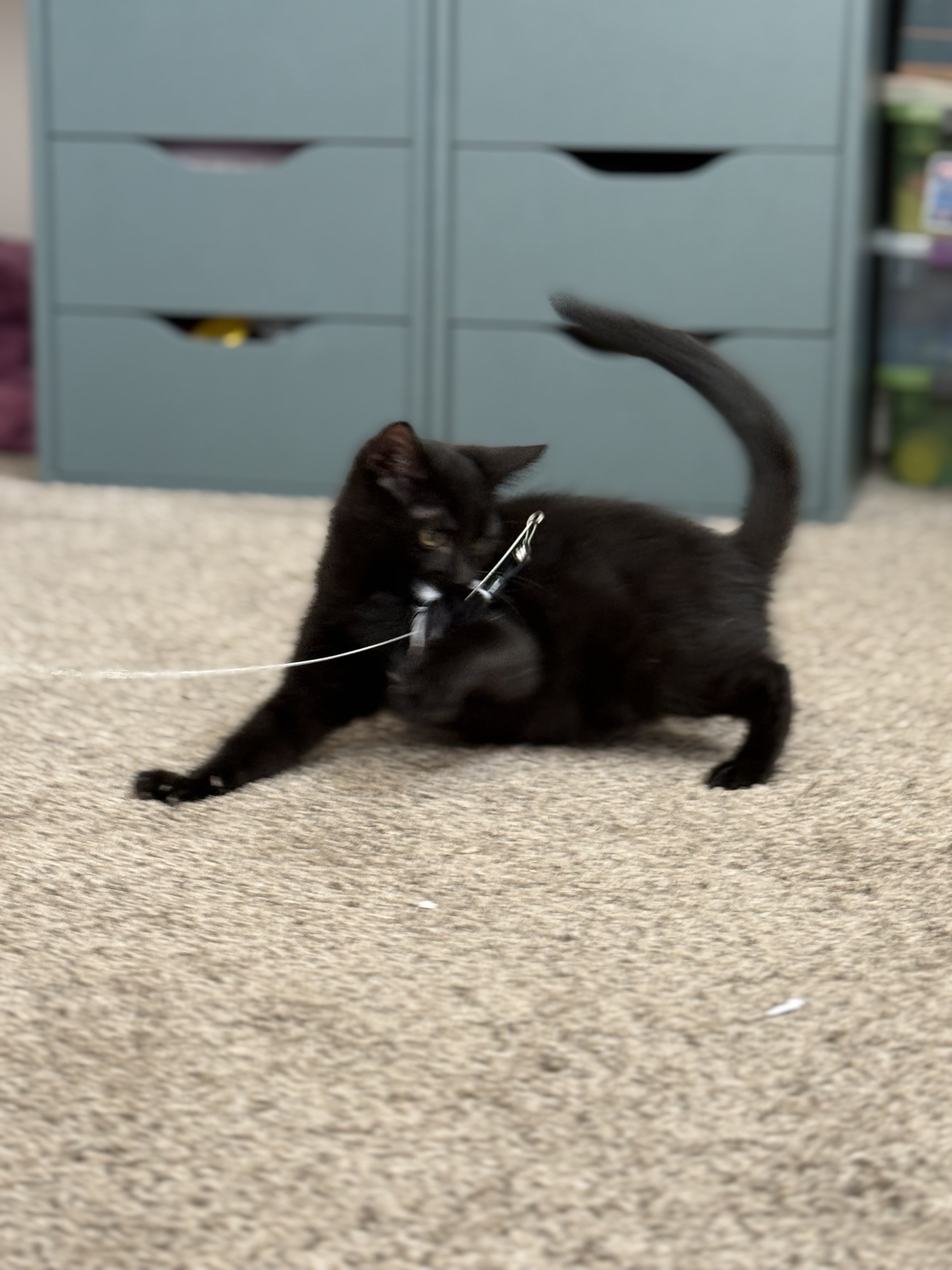 Picture of the Animal Listed