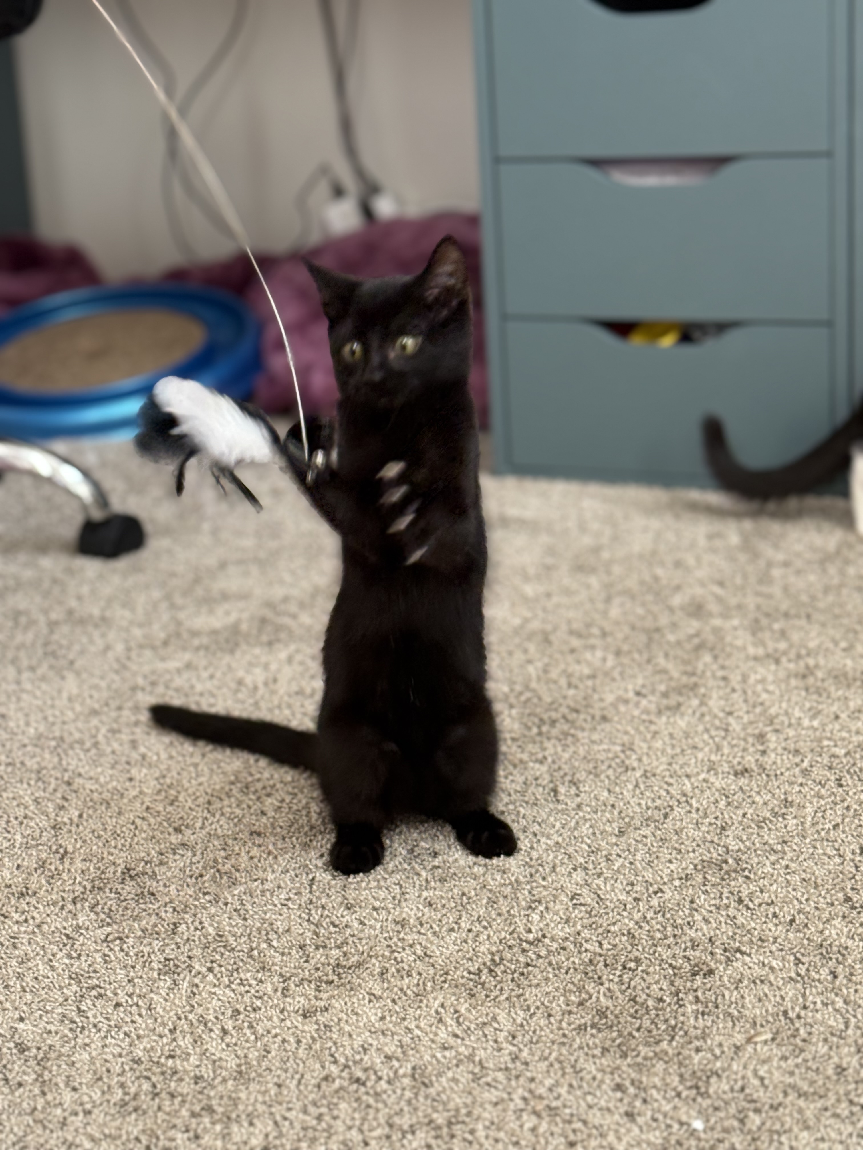 Picture of the Animal Listed