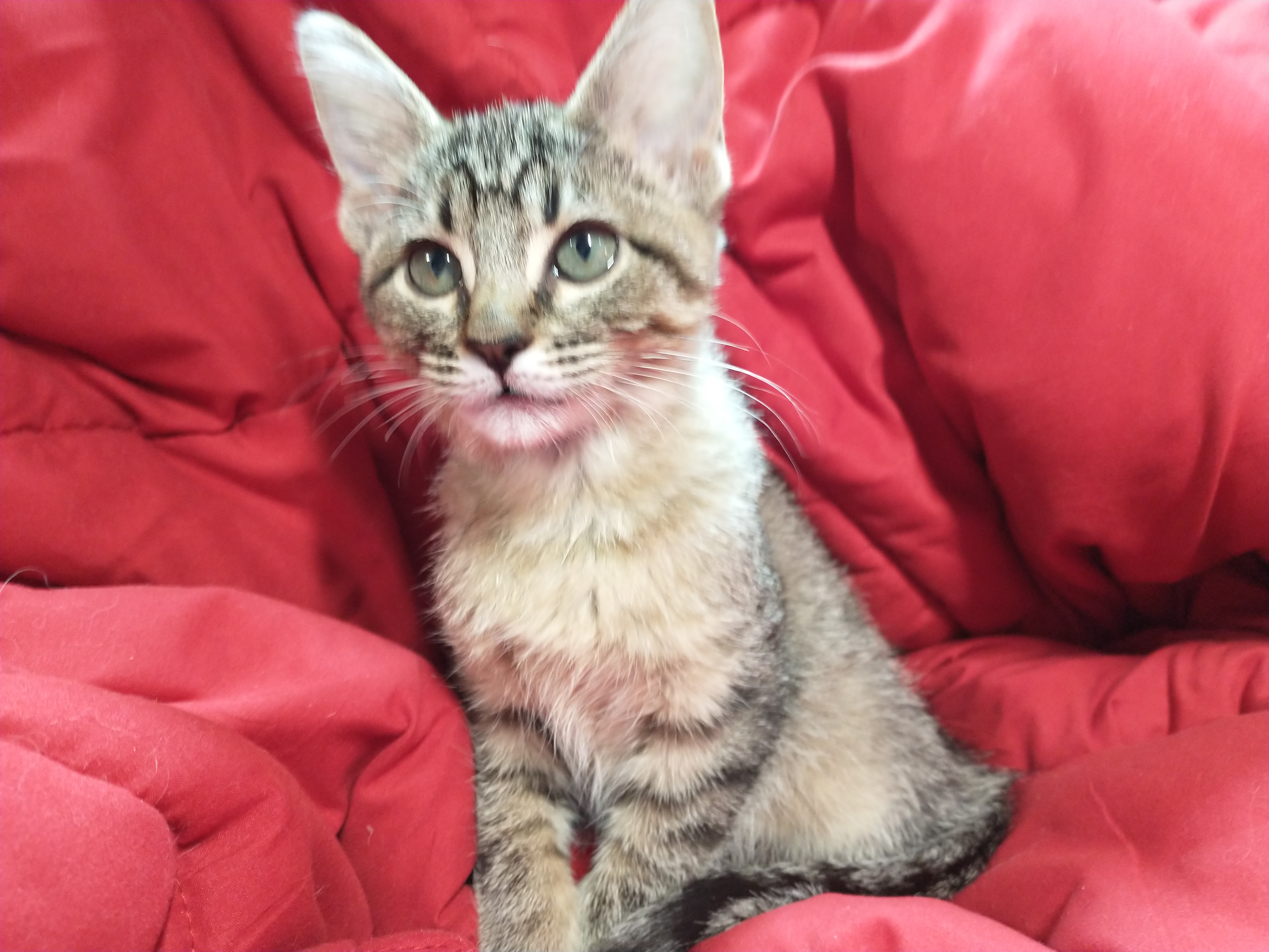 Picture of the Animal Listed