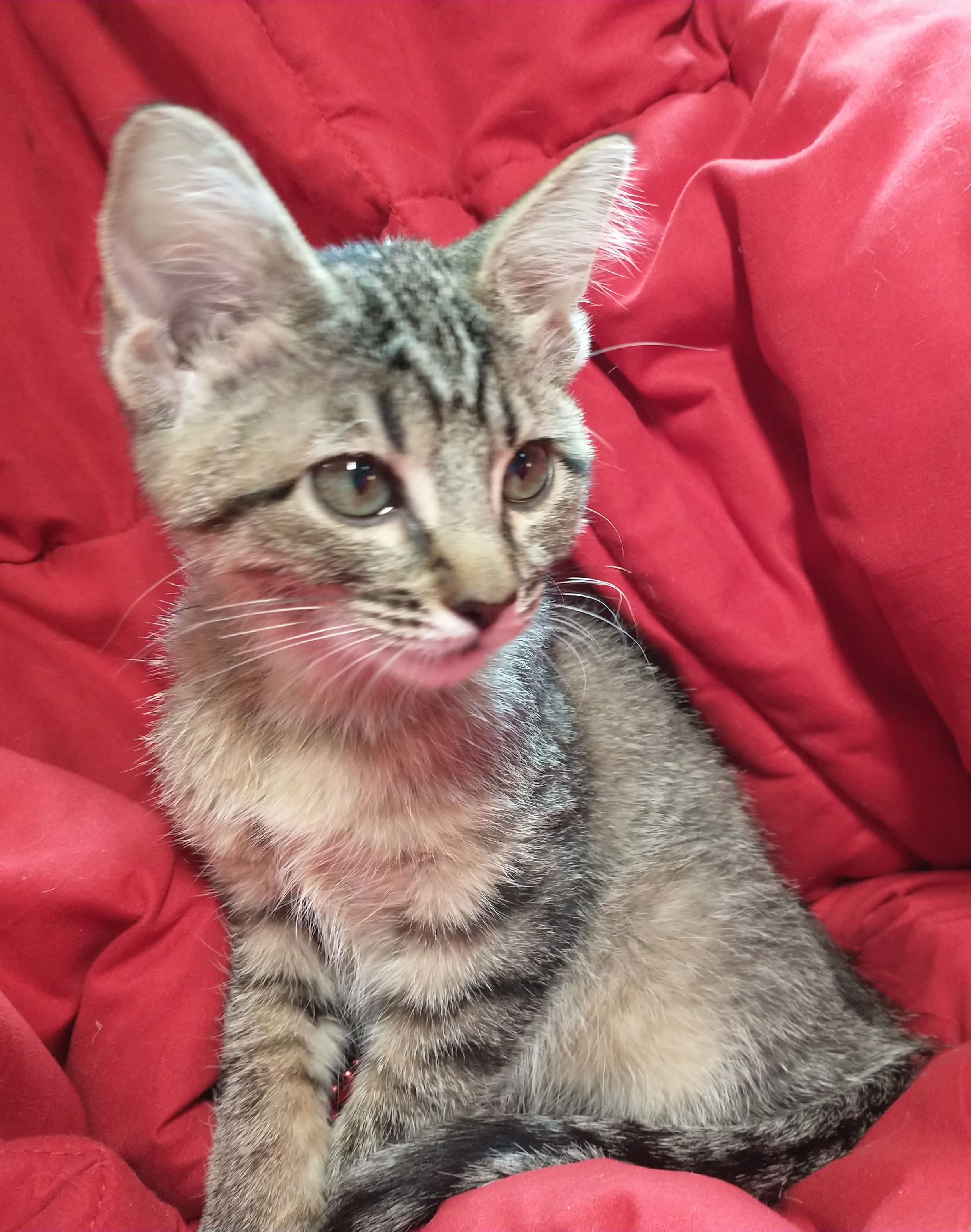 Picture of the Animal Listed