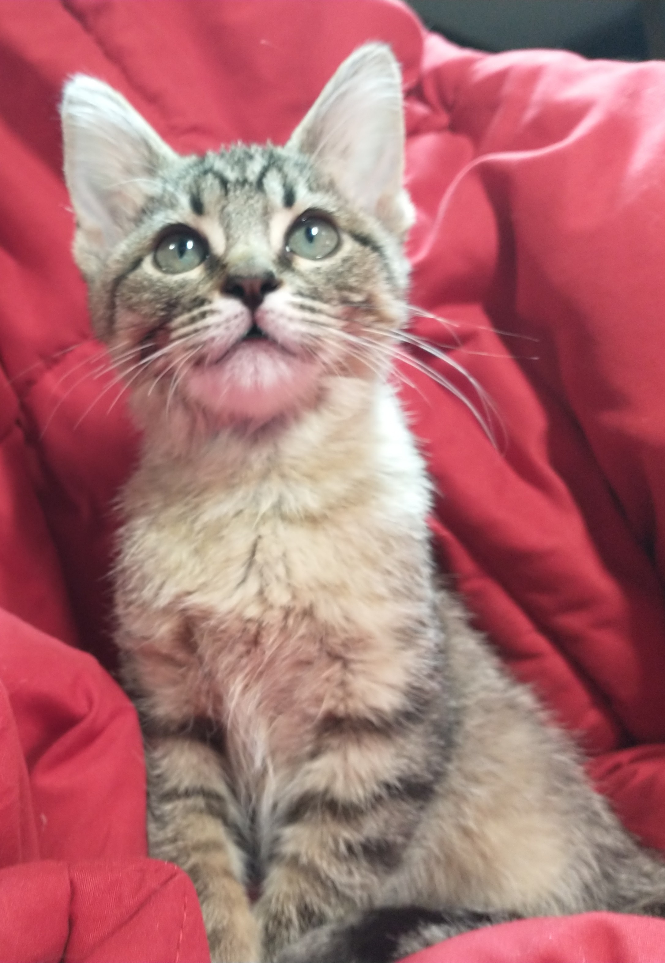 Picture of the Animal Listed