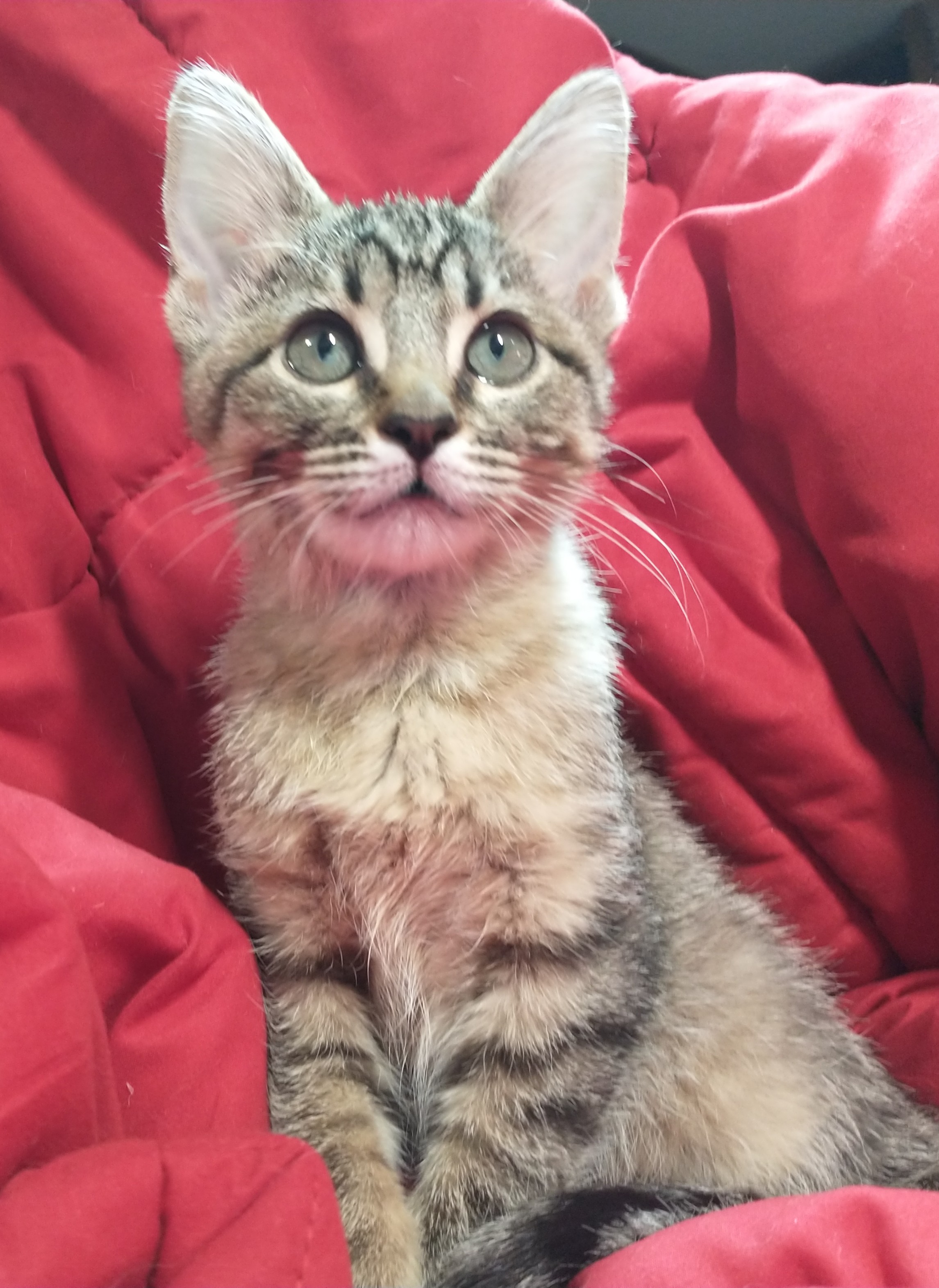 Picture of the Animal Listed