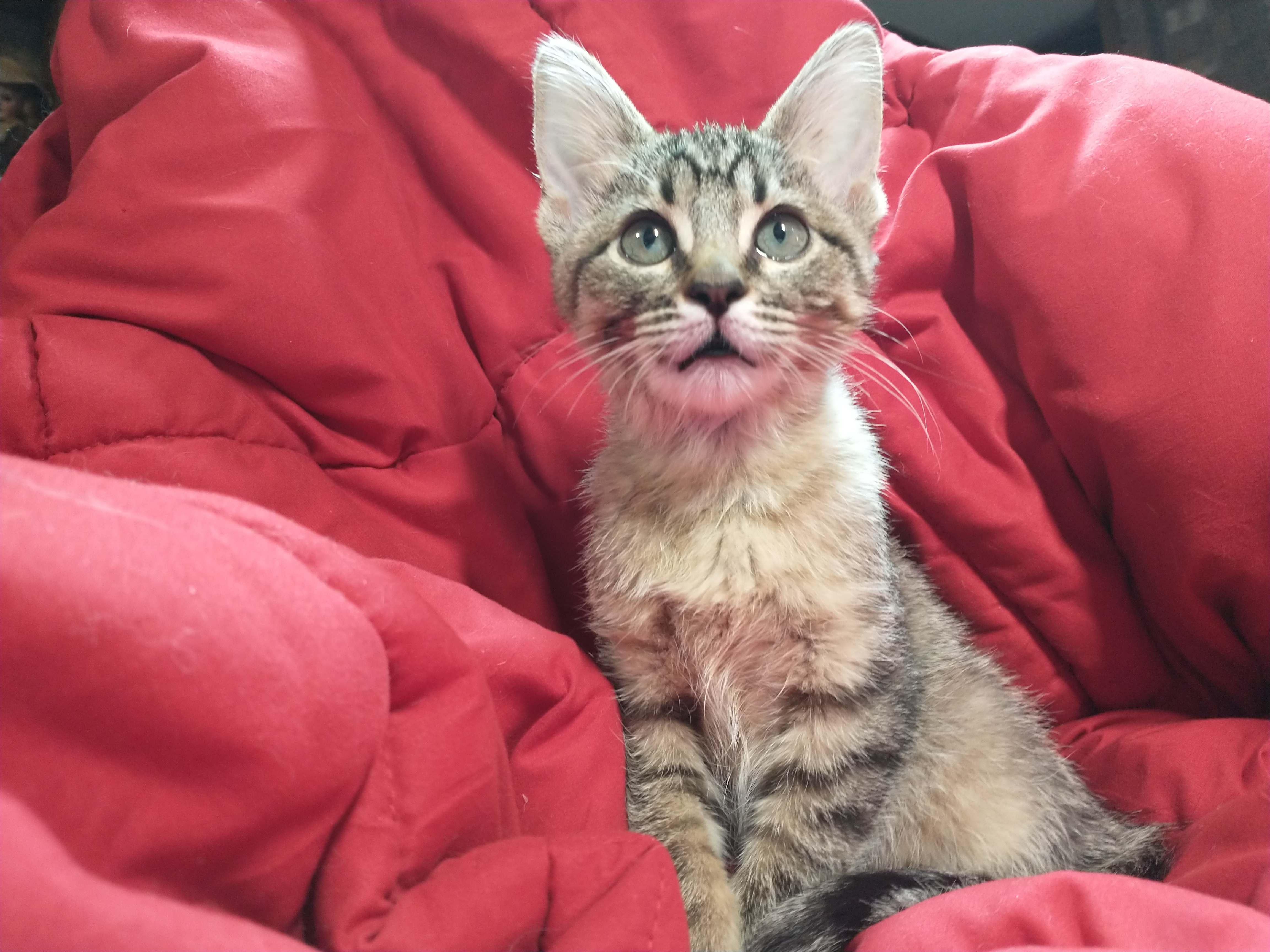 Picture of the Animal Listed