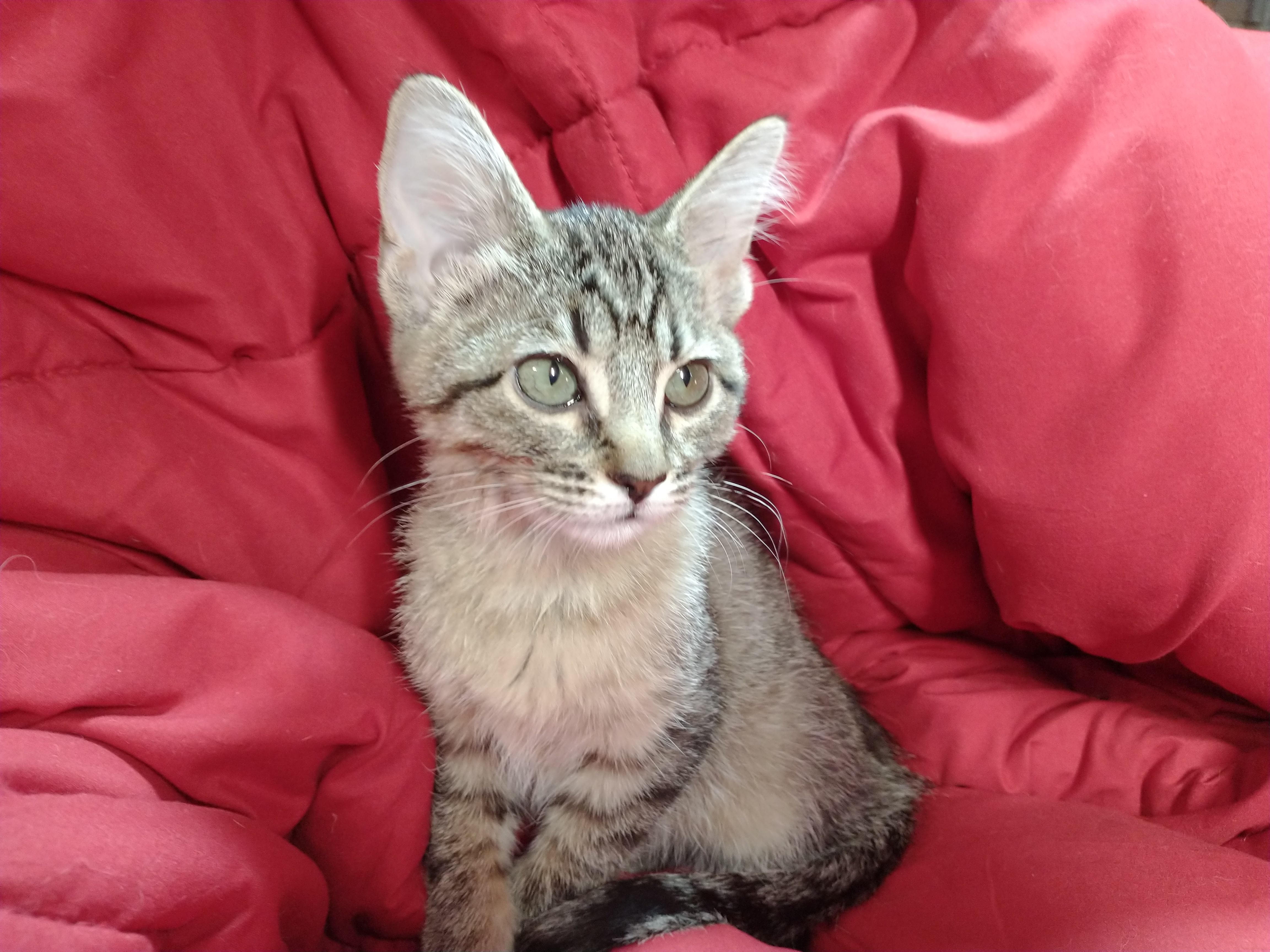 Picture of the Animal Listed