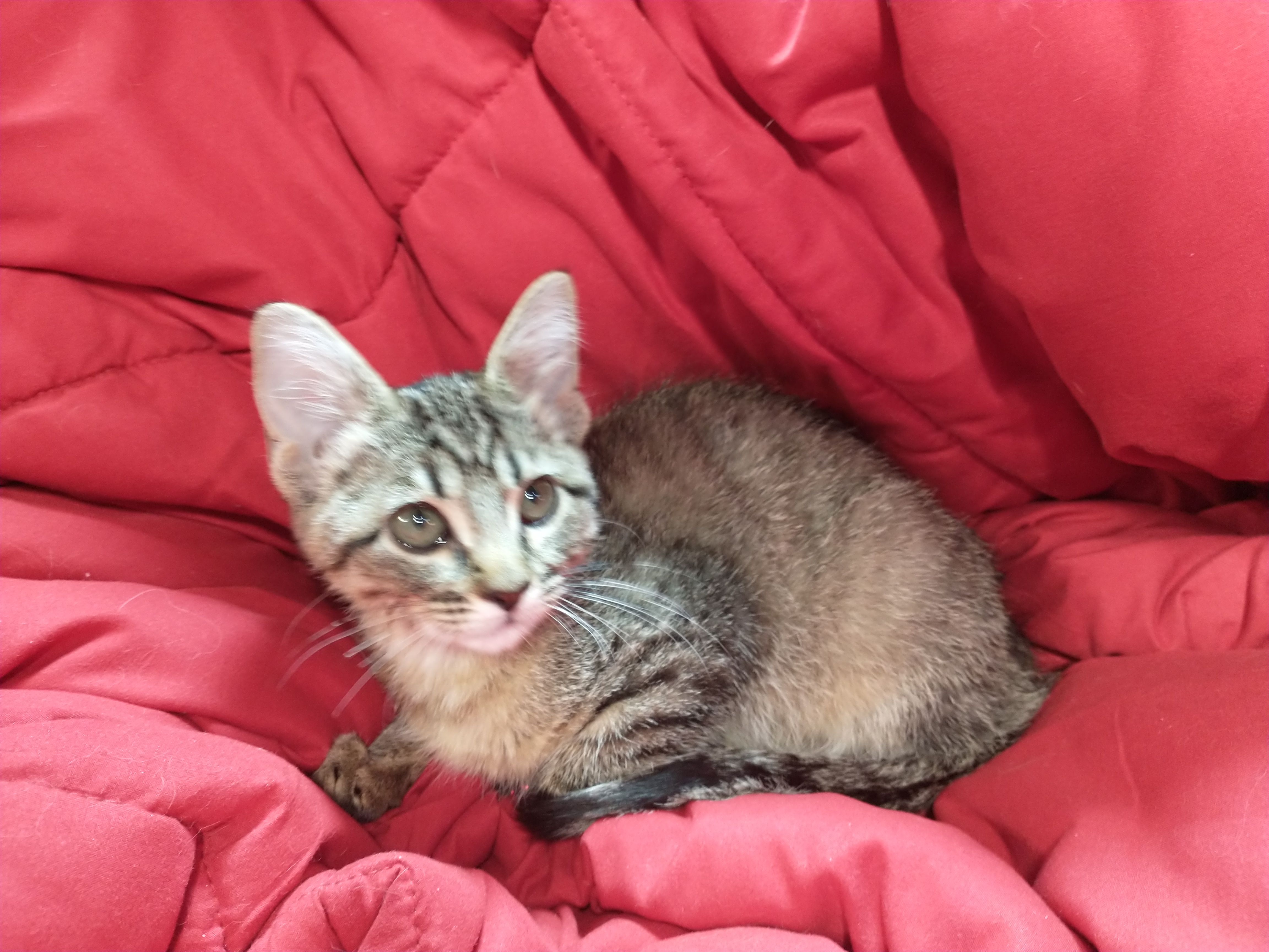 Picture of the Animal Listed