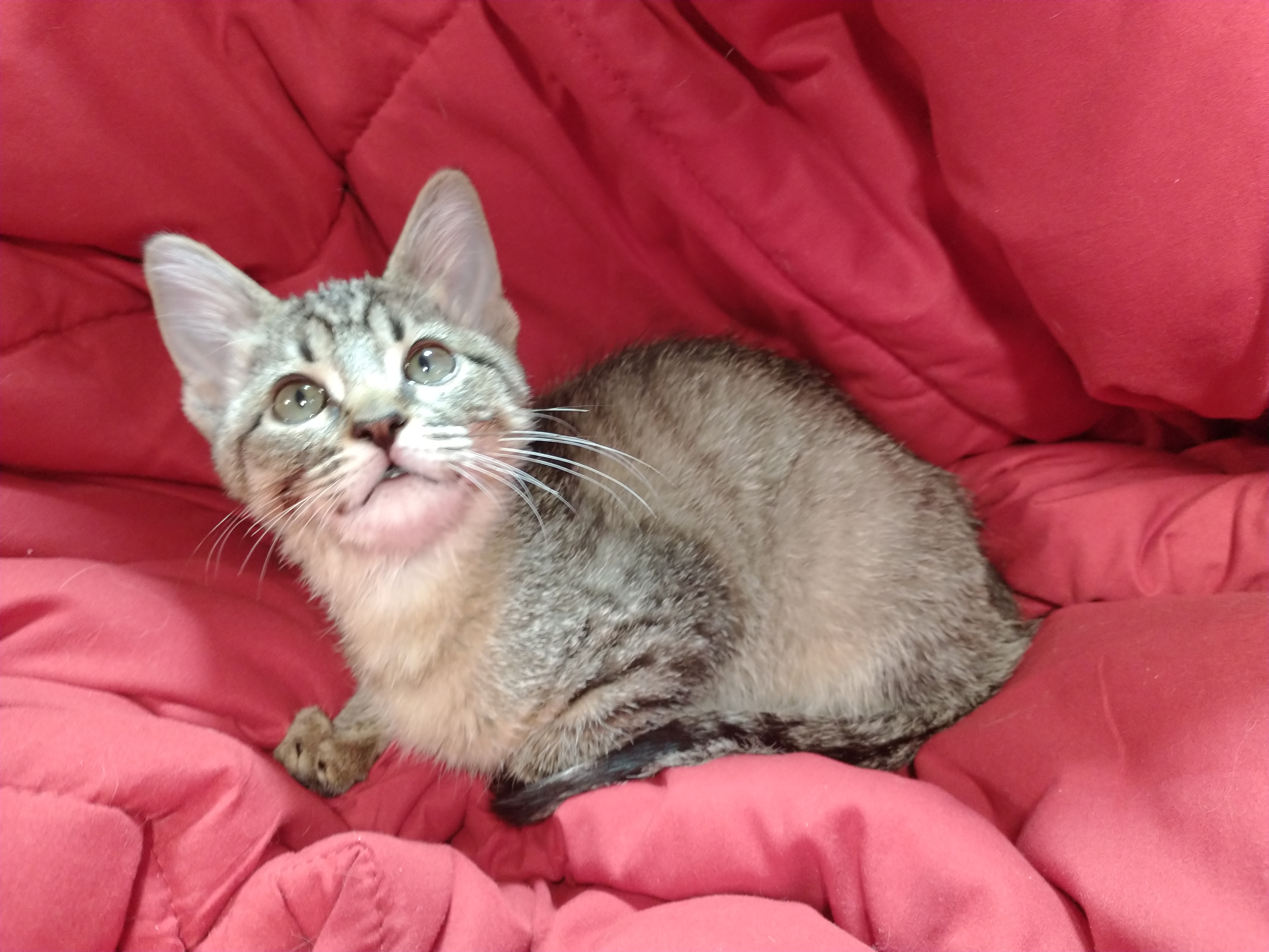 Picture of the Animal Listed