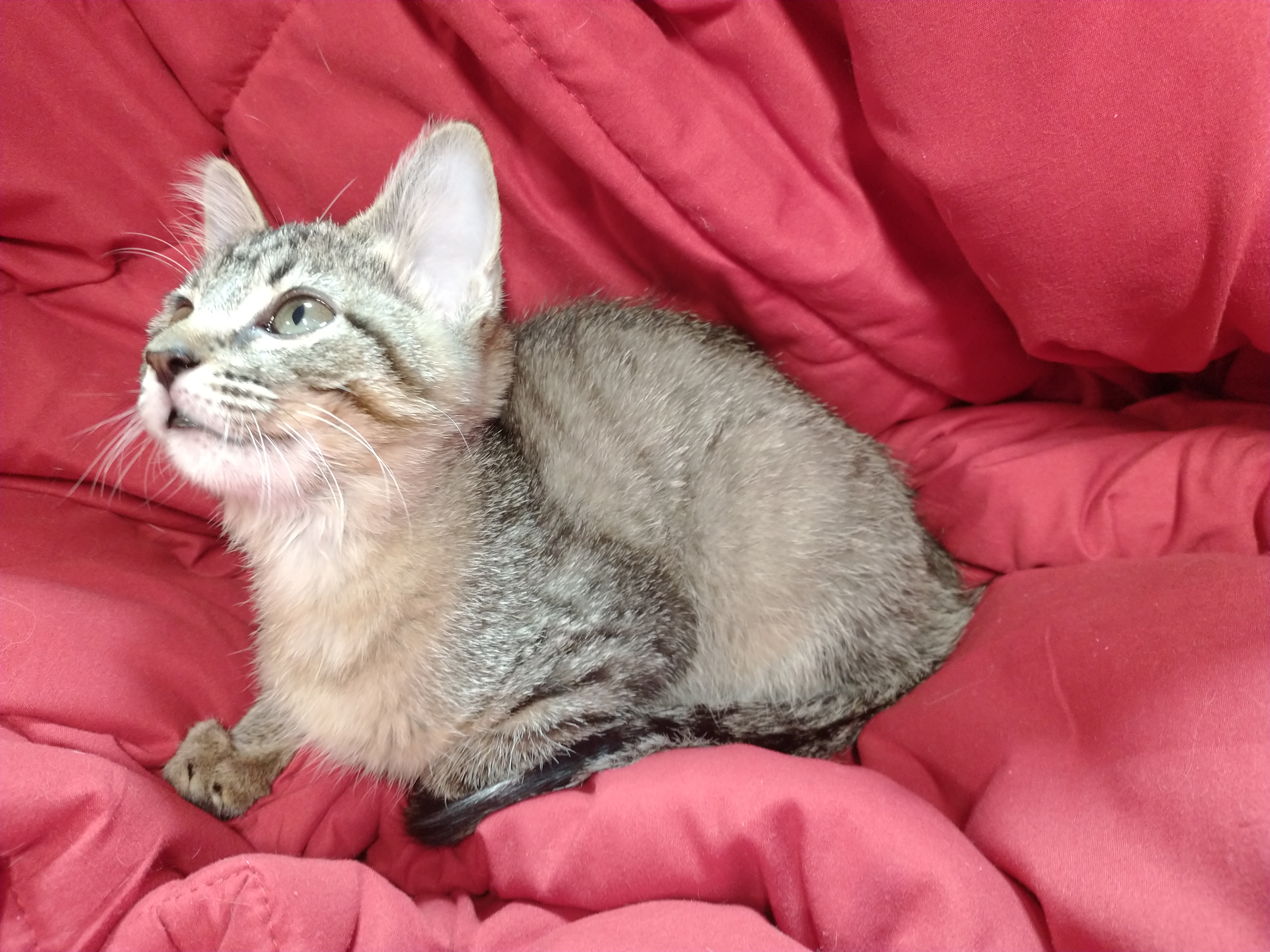 Picture of the Animal Listed