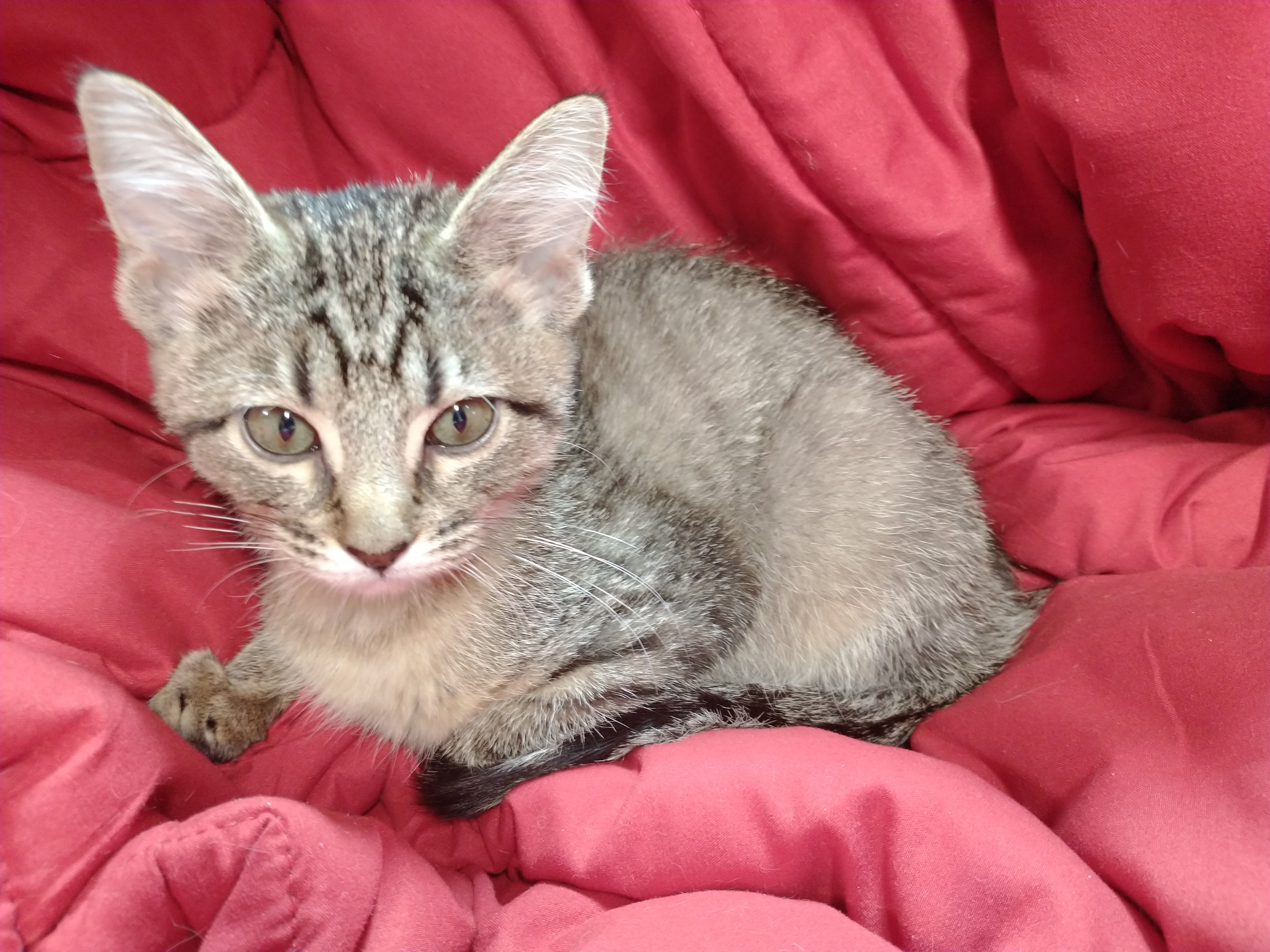 Picture of the Animal Listed