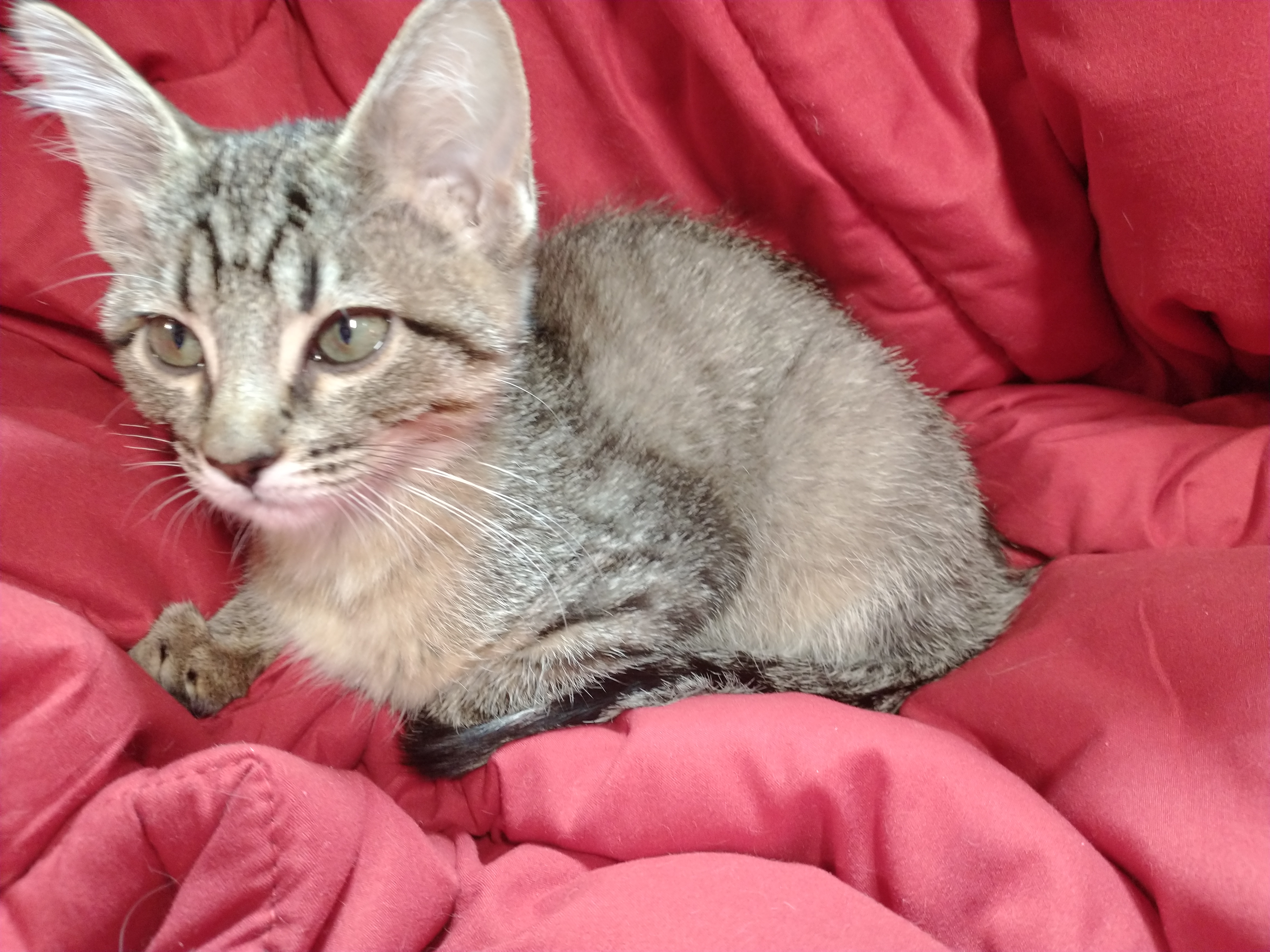 Picture of the Animal Listed