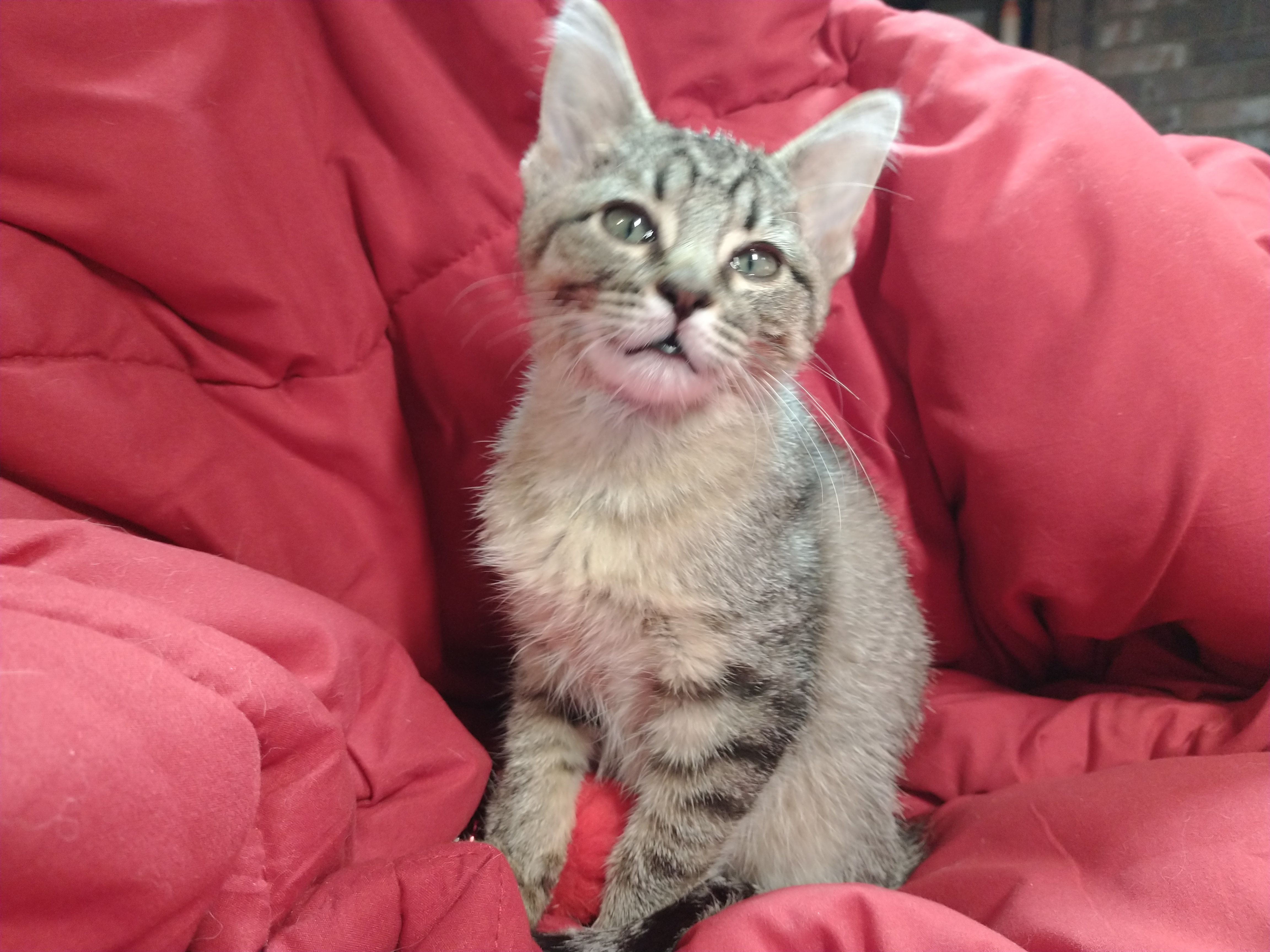 Picture of the Animal Listed