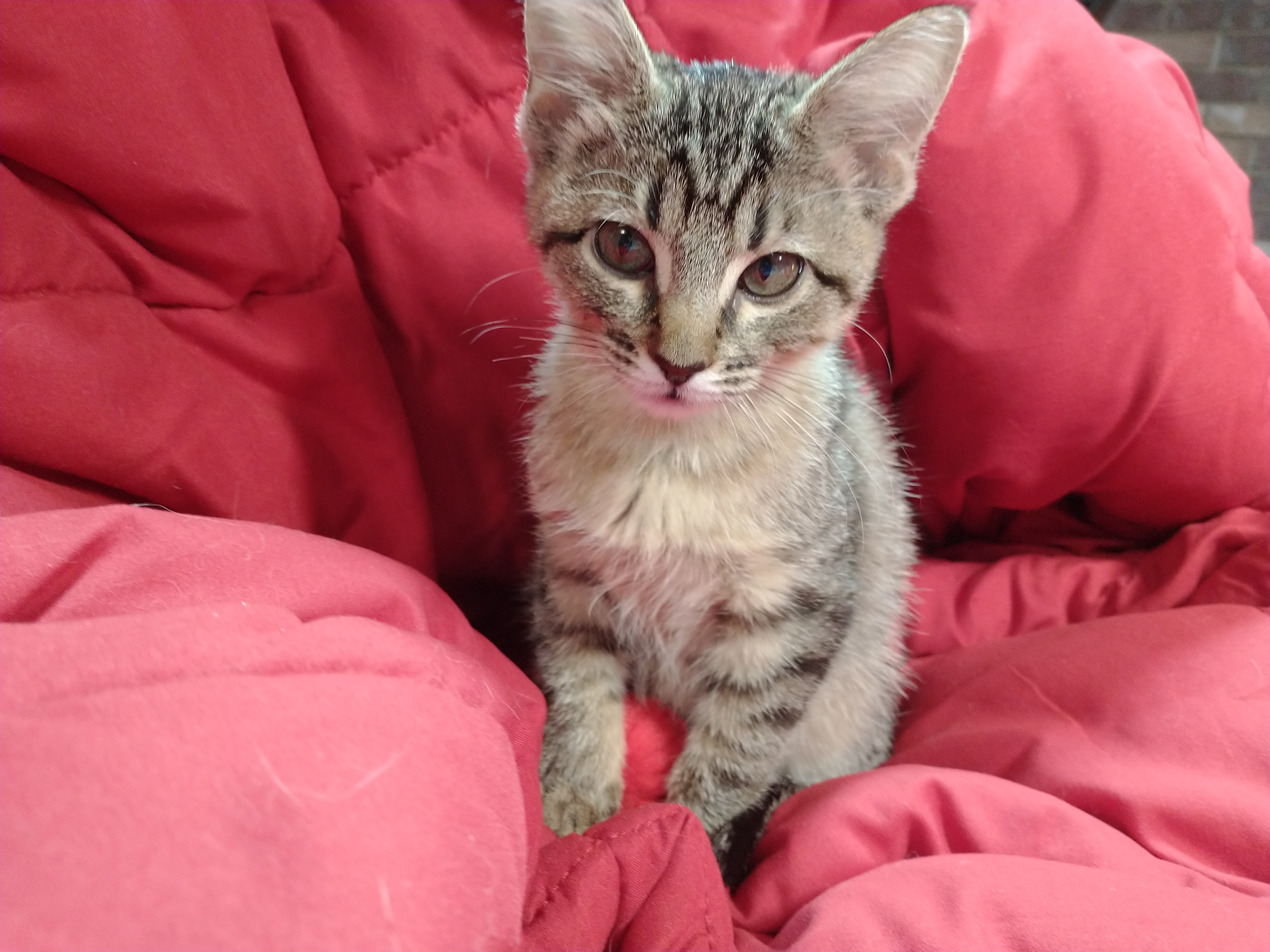 Picture of the Animal Listed