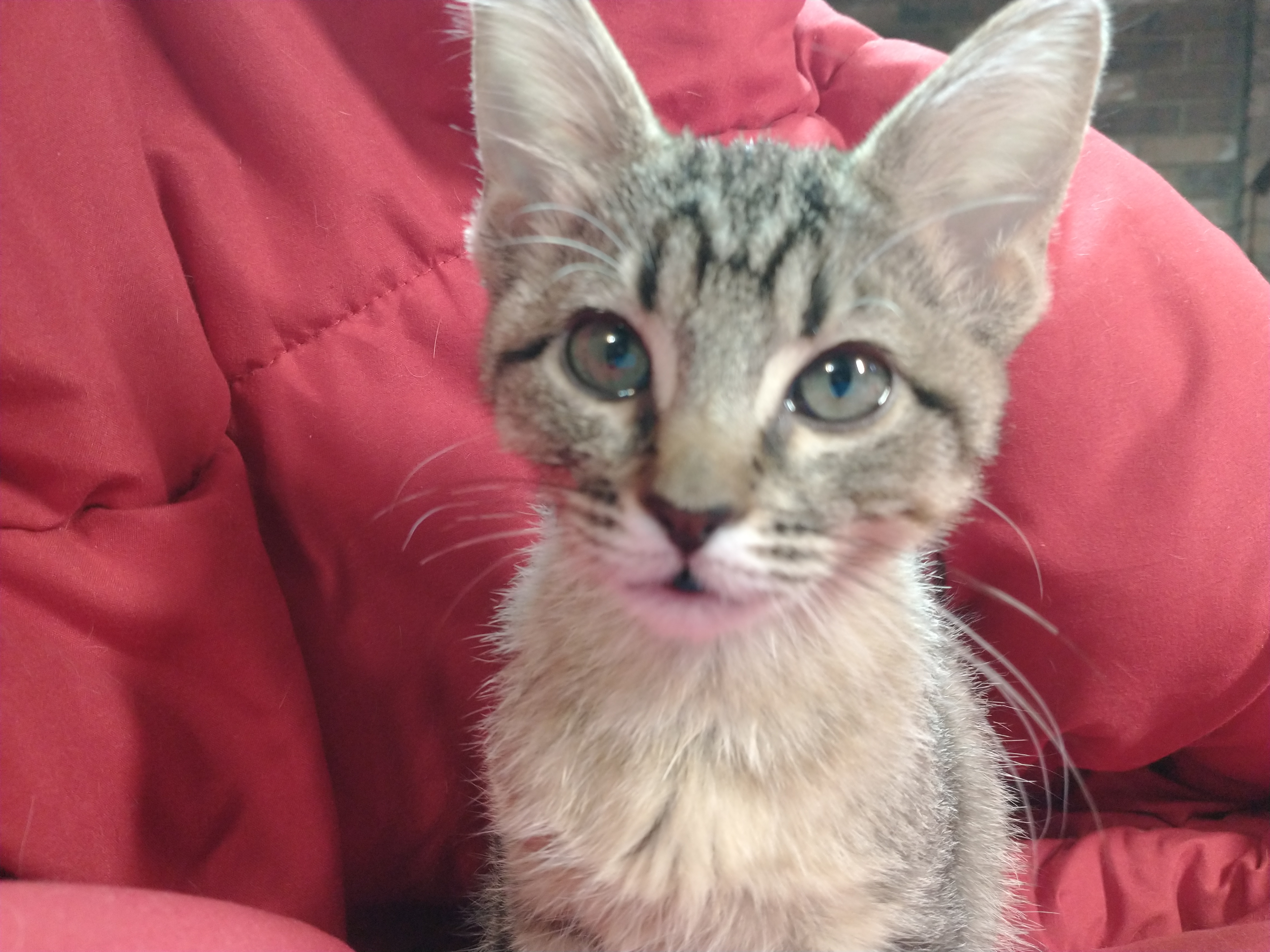 Picture of the Animal Listed