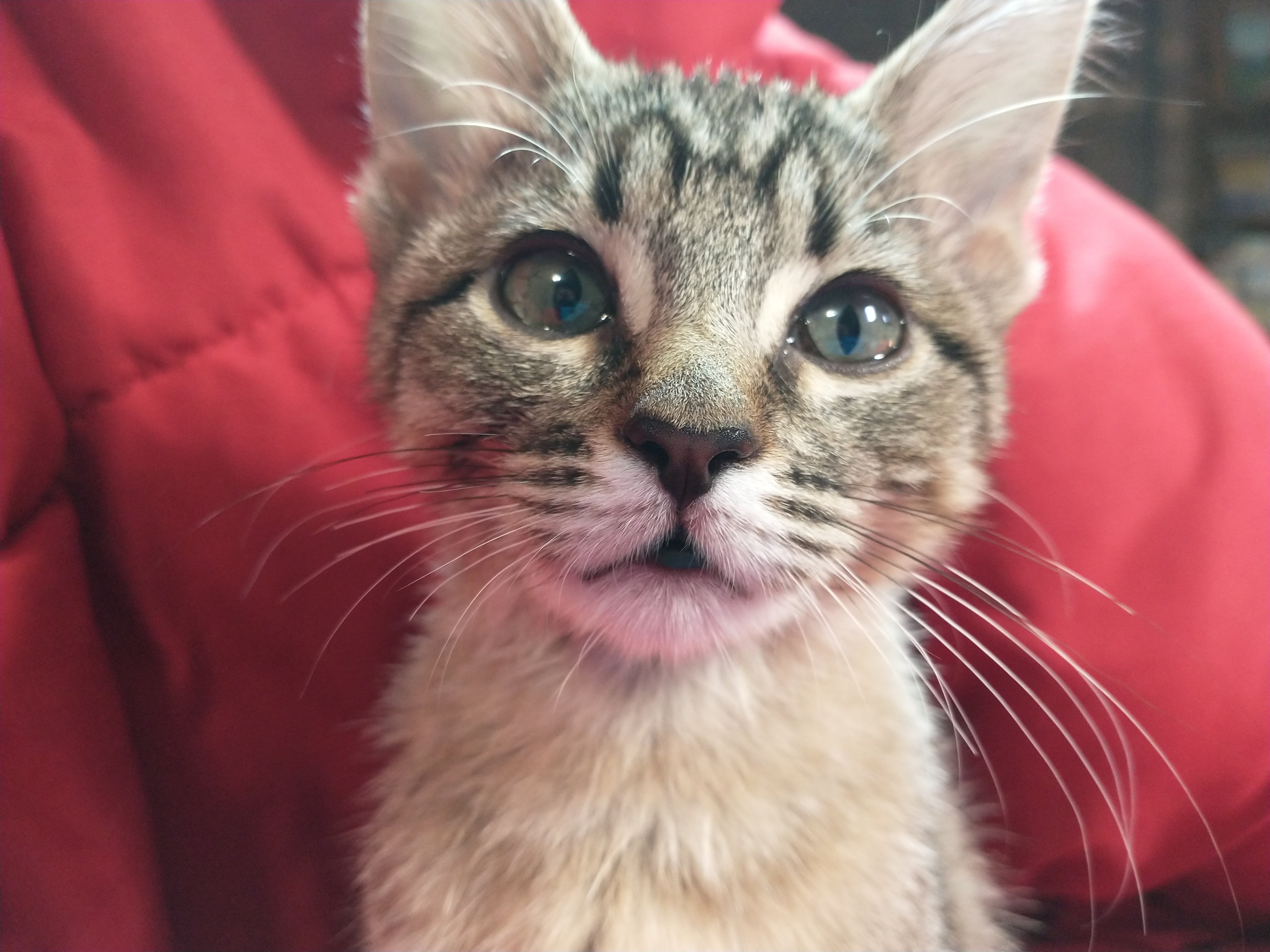 Picture of the Animal Listed