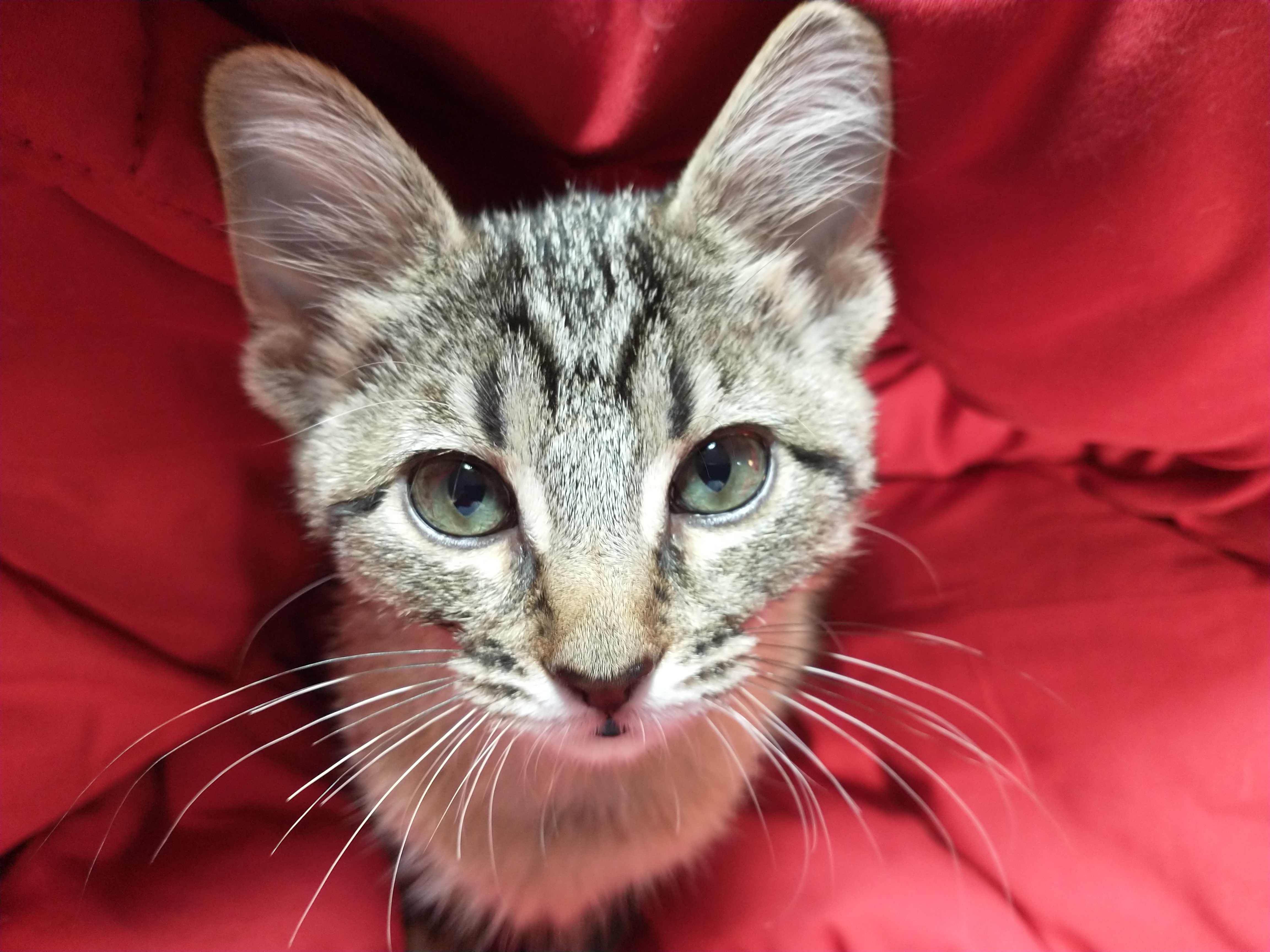 Picture of the Animal Listed