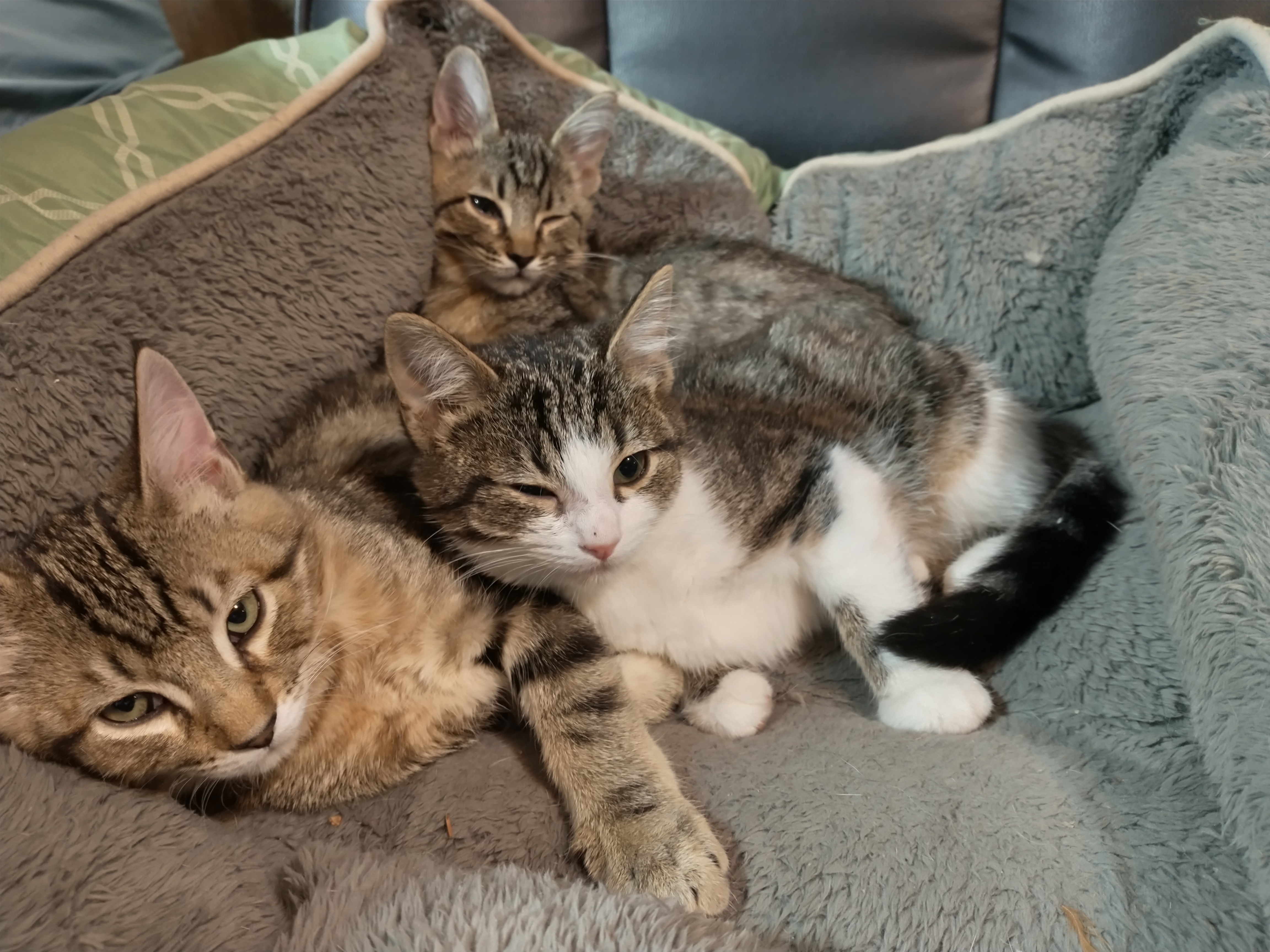 Picture of the Animal Listed