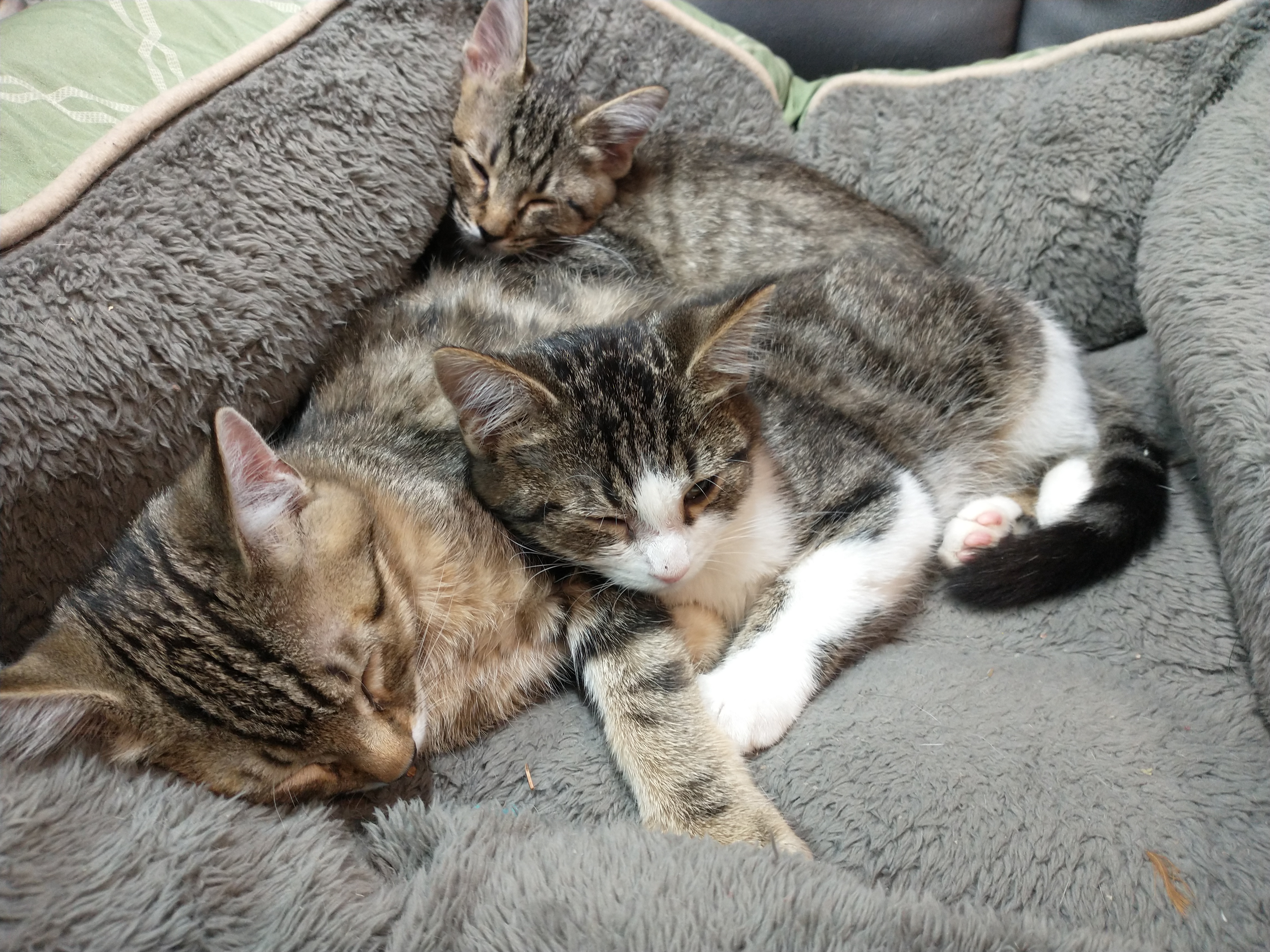 Picture of the Animal Listed