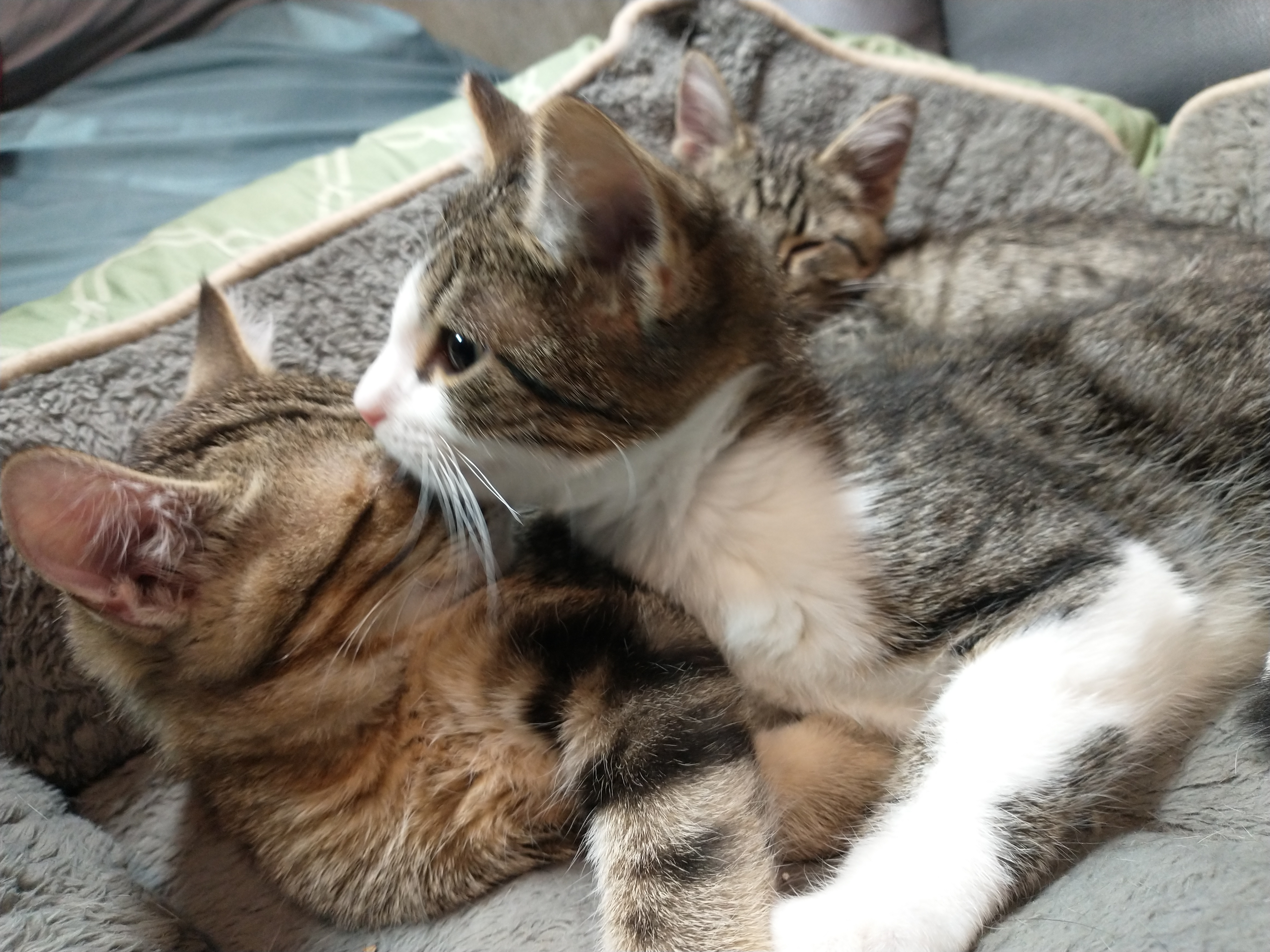 Picture of the Animal Listed