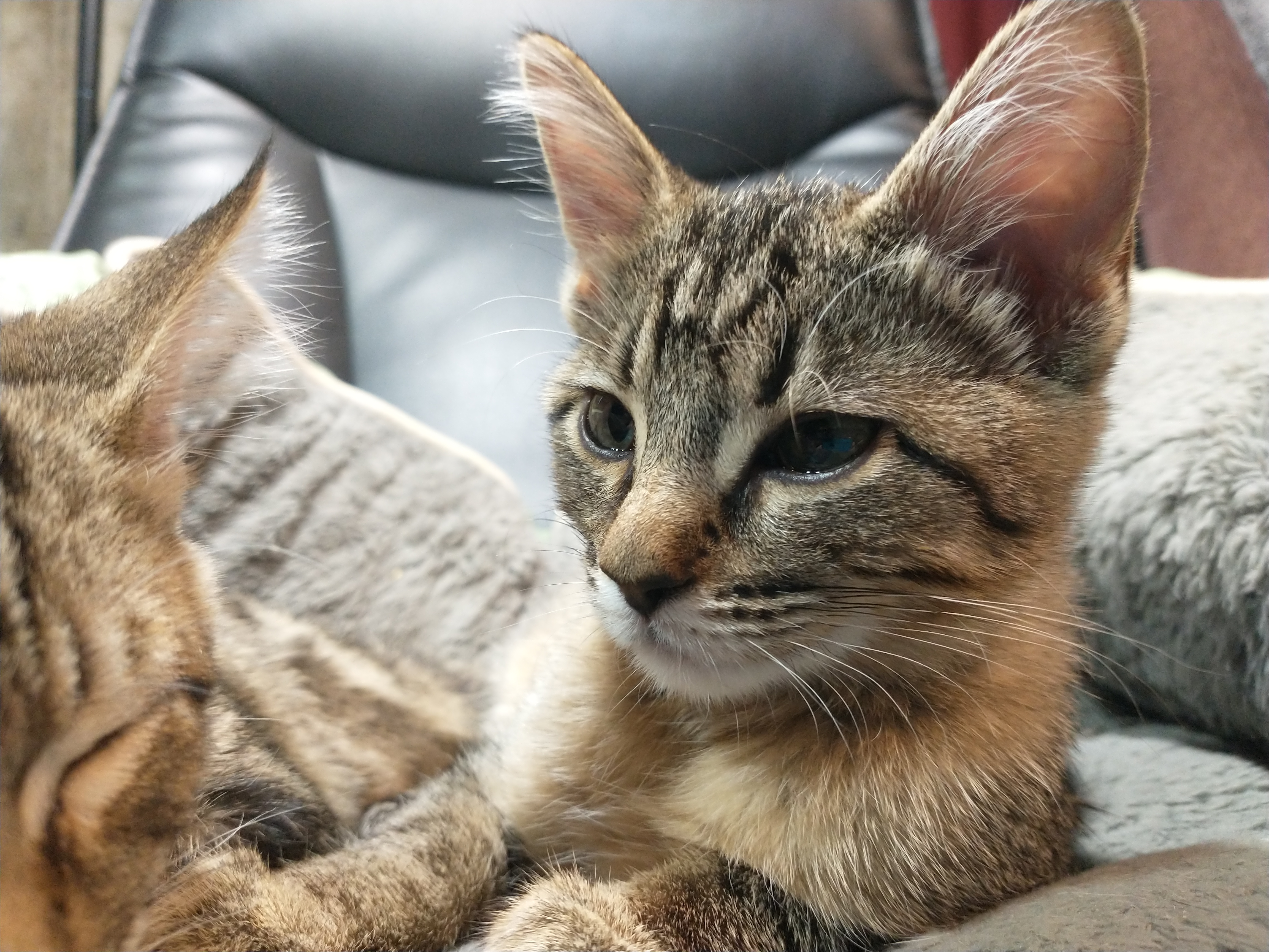 Picture of the Animal Listed