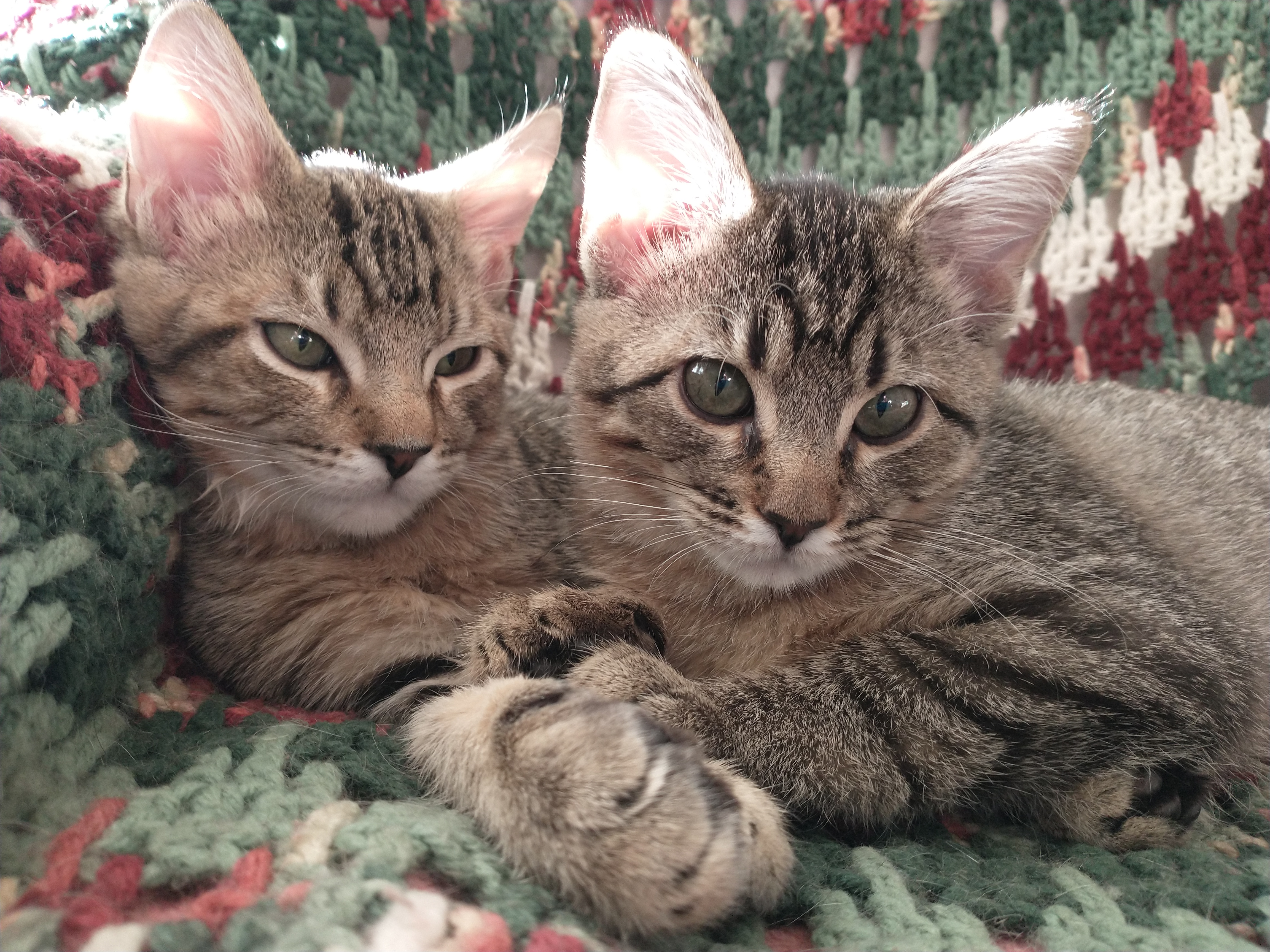 Picture of the Animal Listed