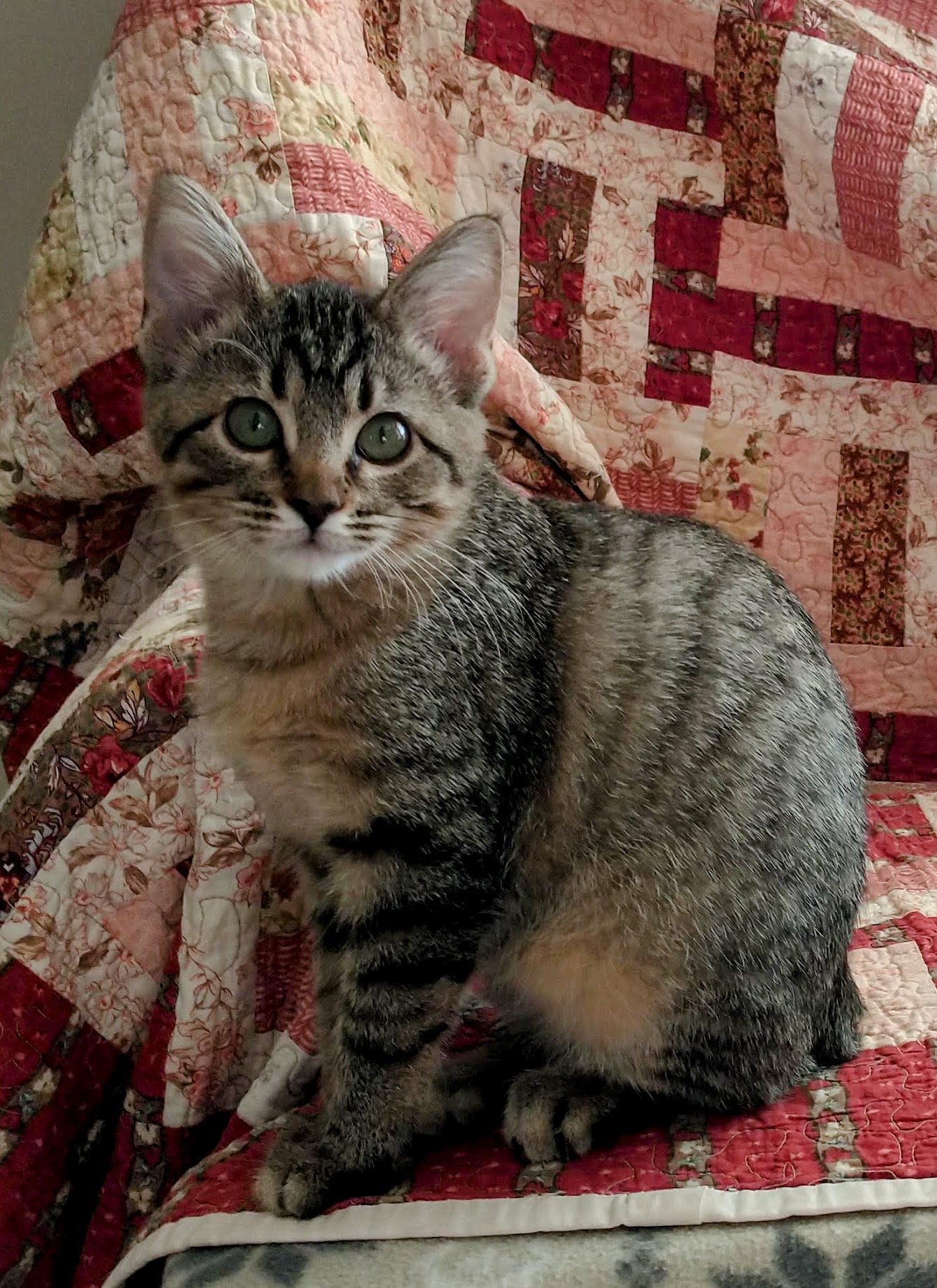 Picture of the Animal Listed