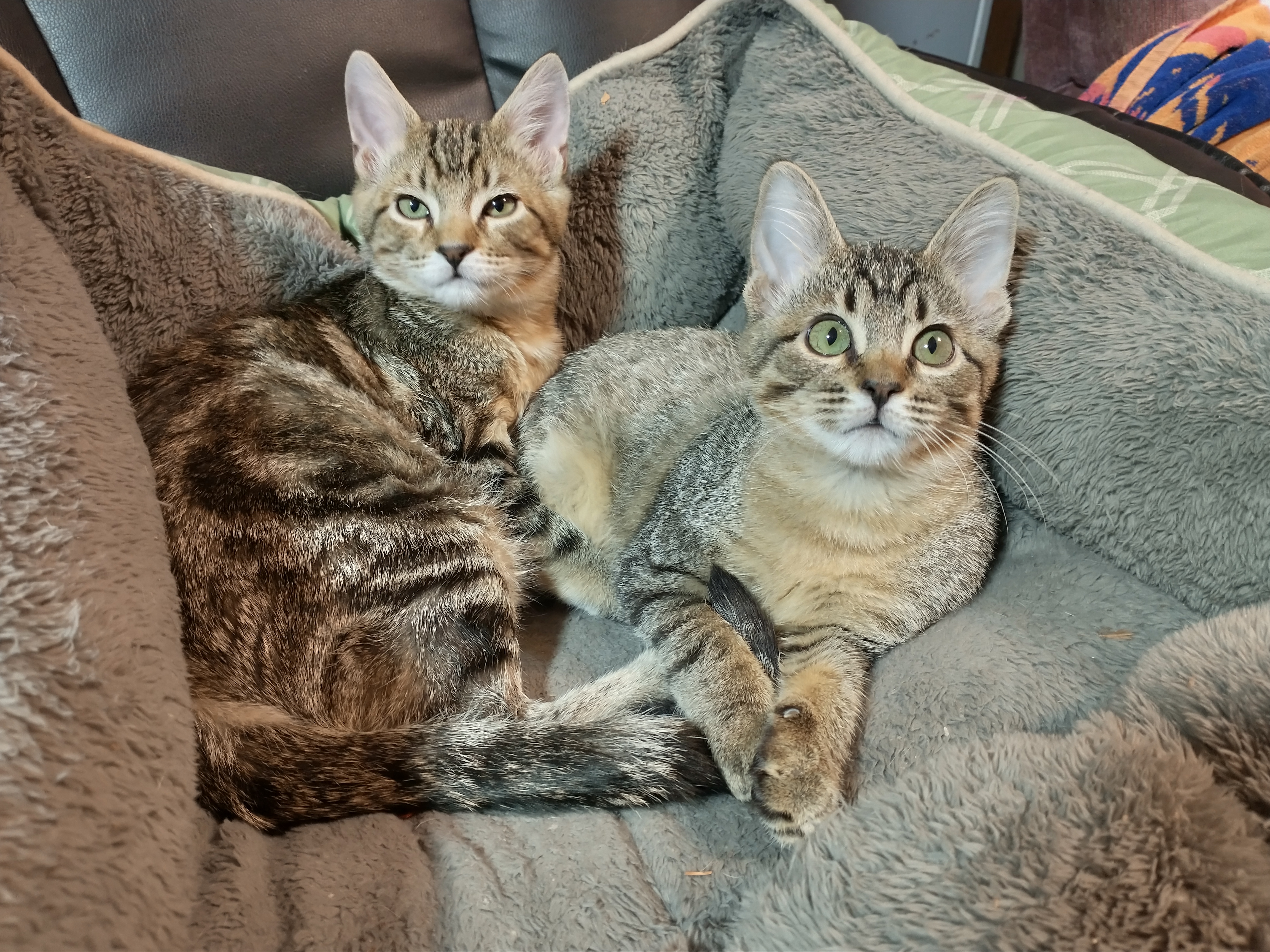 Picture of the Animal Listed