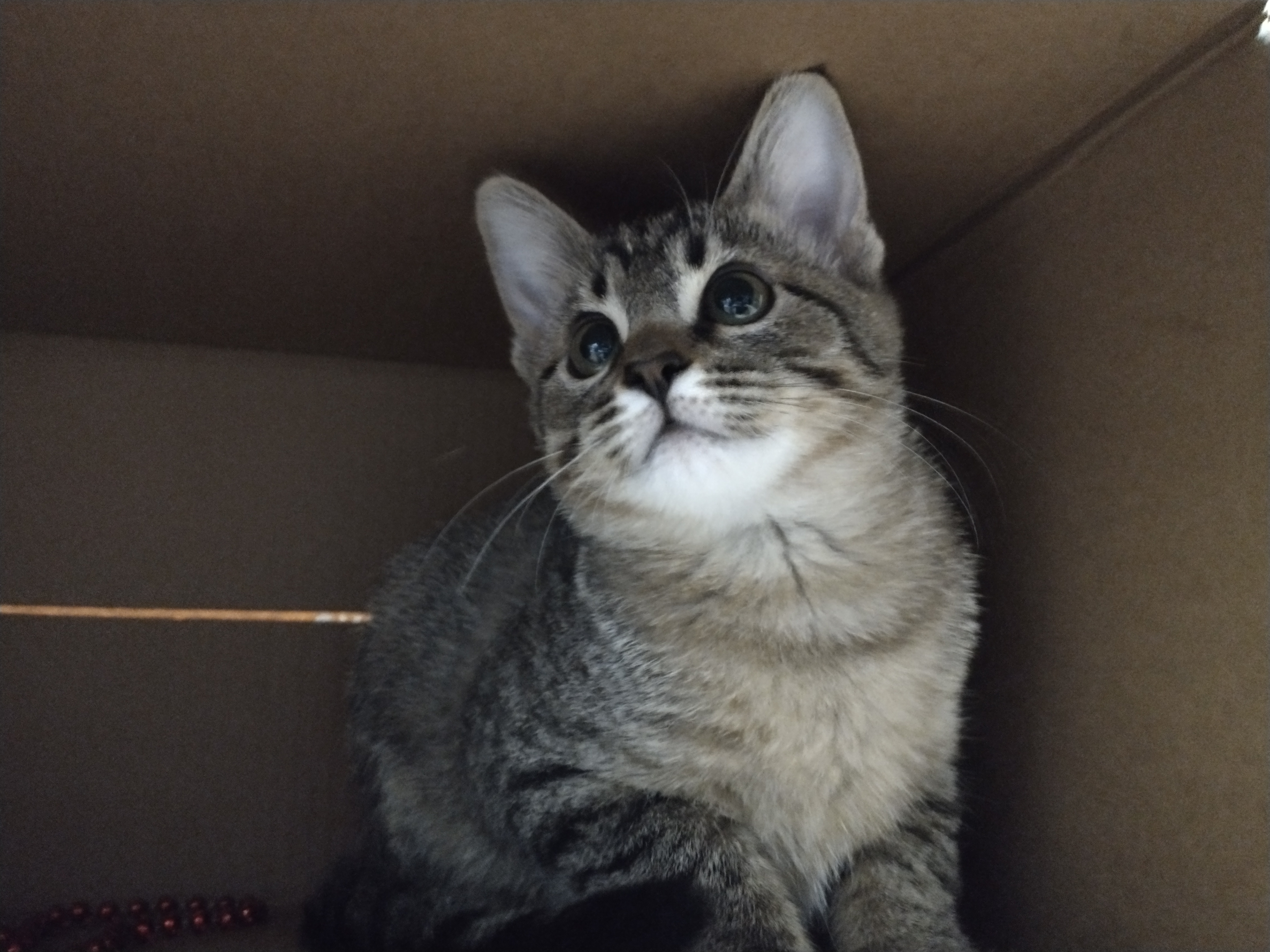 Picture of the Animal Listed