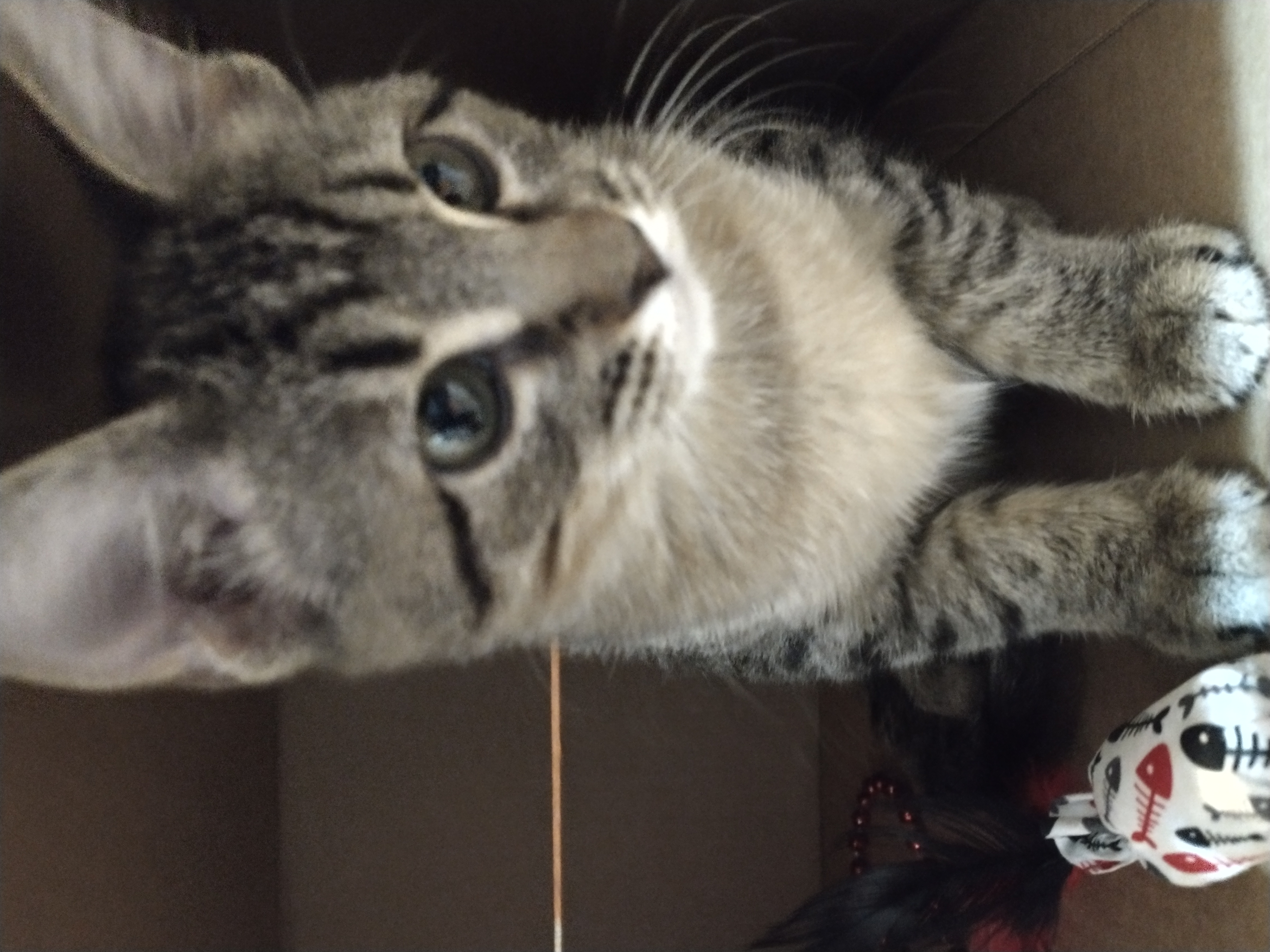 Picture of the Animal Listed