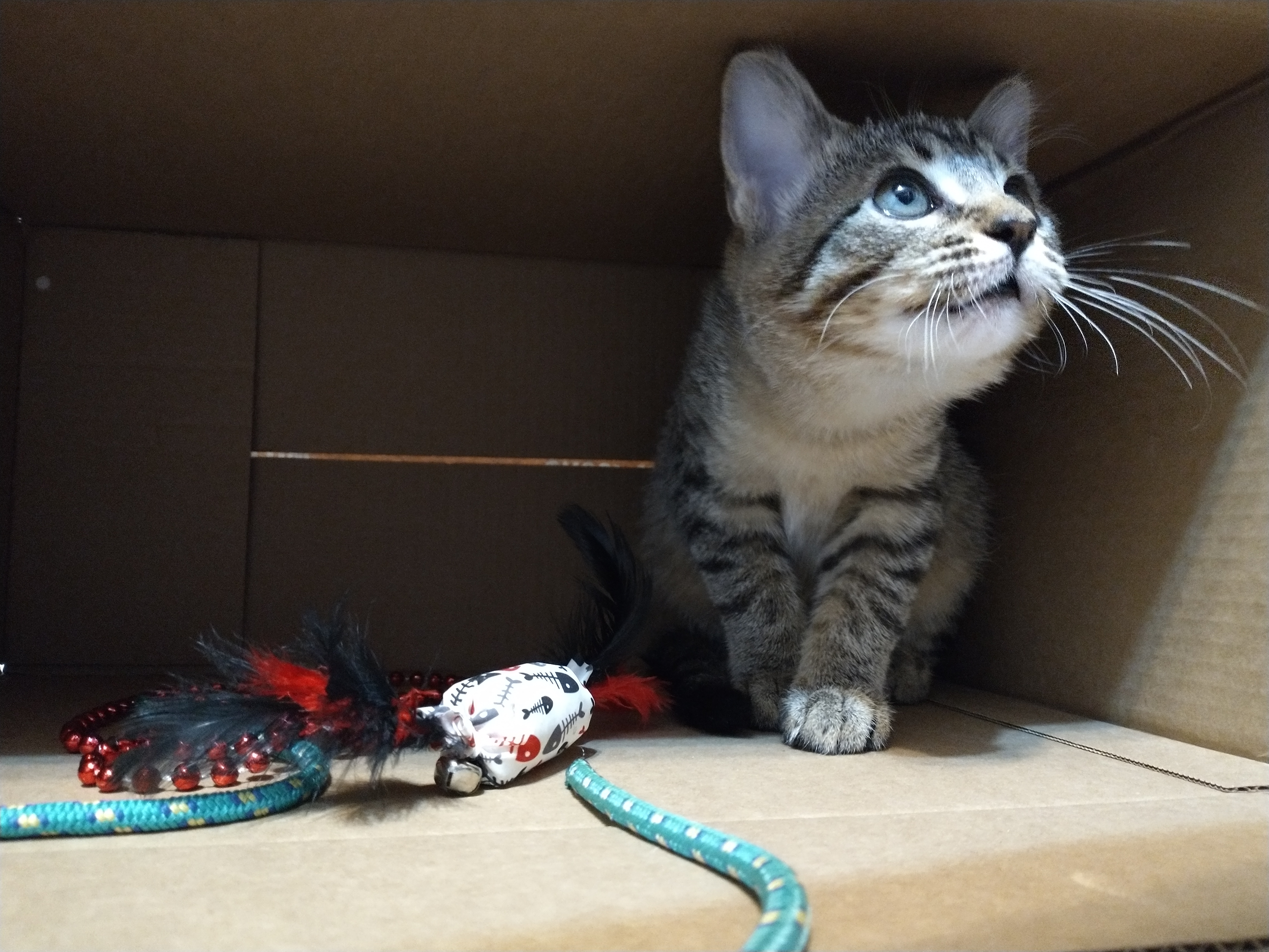 Picture of the Animal Listed